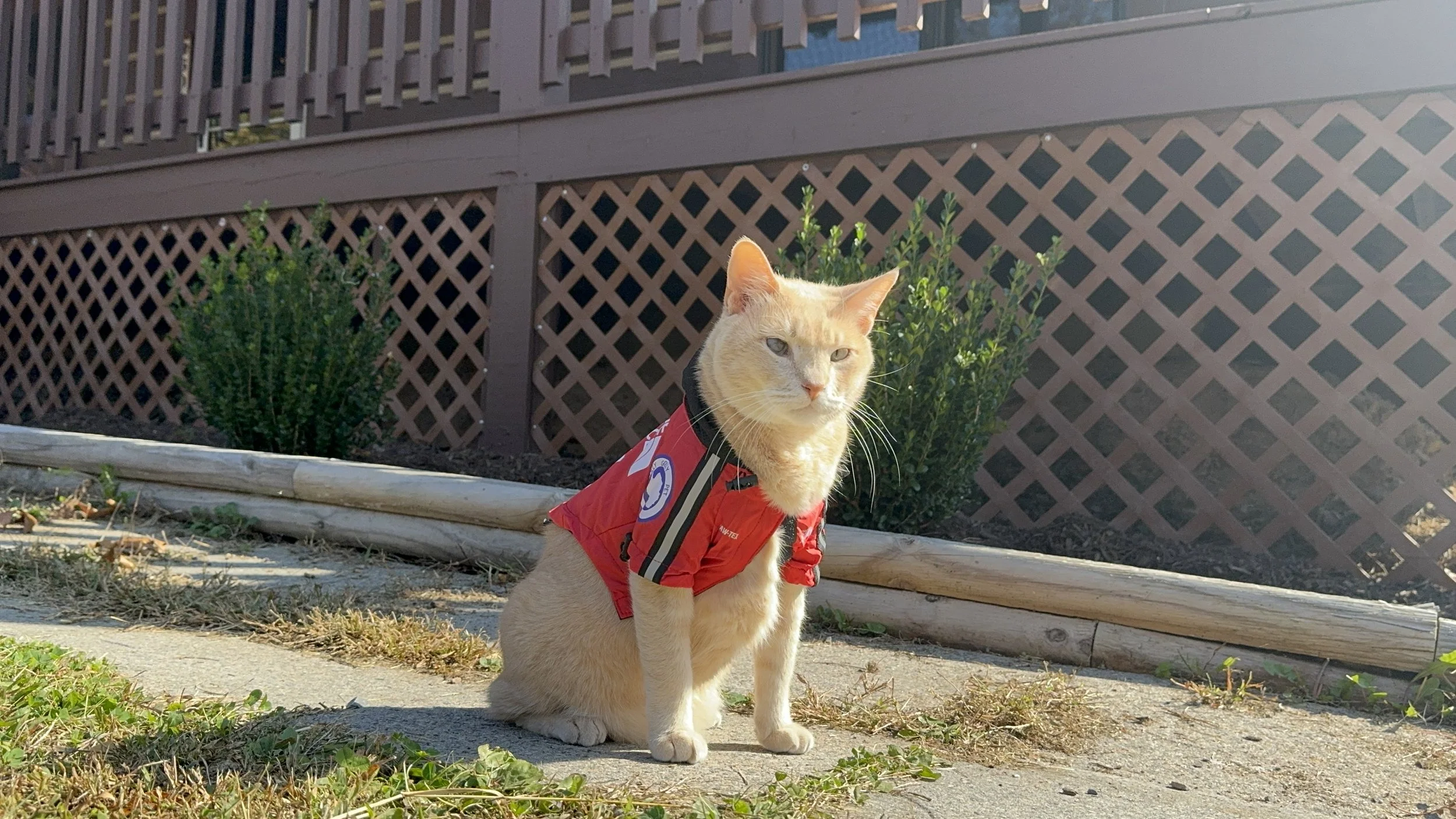 Sammy looking proud in his new windbreaker