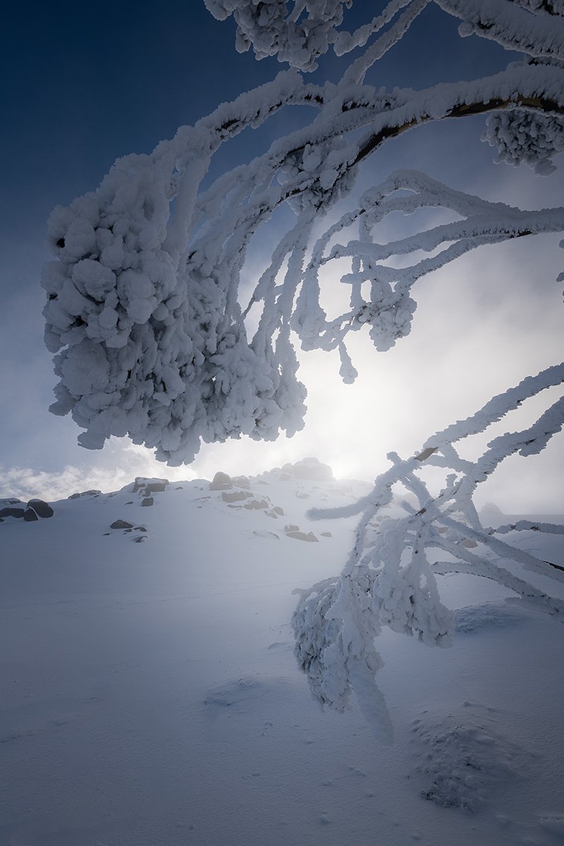 Wintry Canopy.jpg