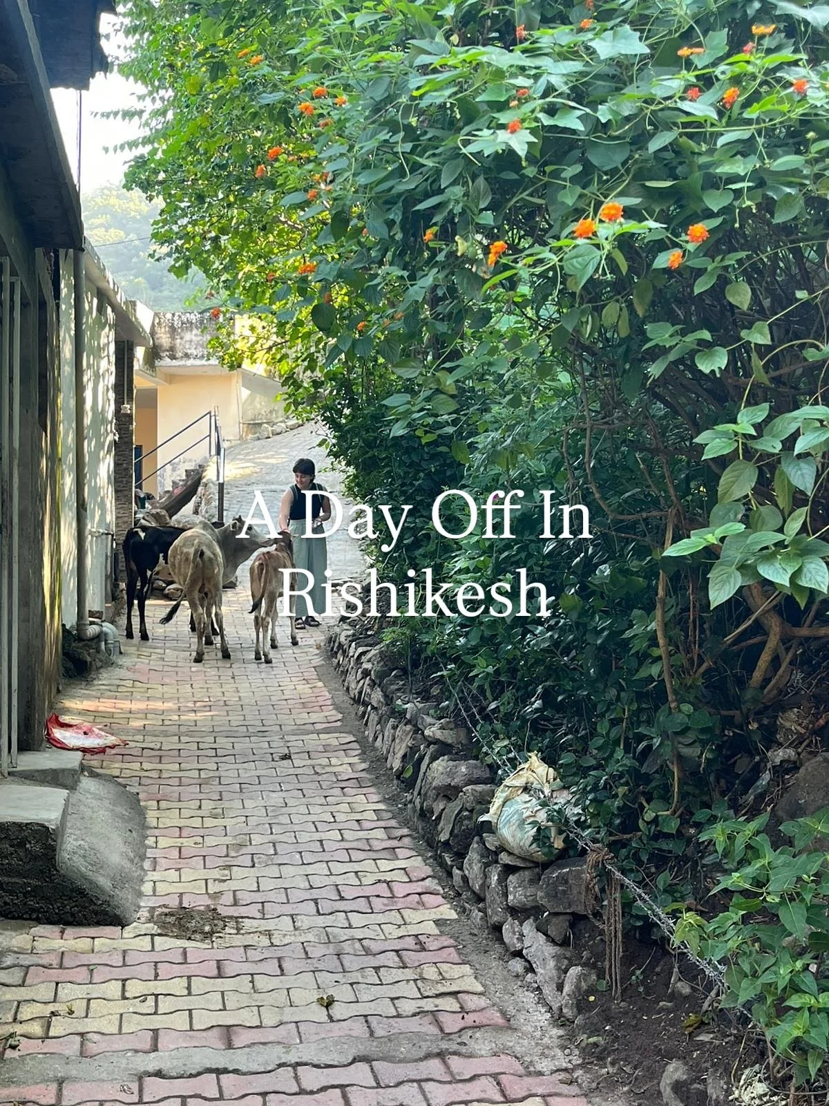 Sunday&rsquo;s are our day off 🌞

At Moola Yoga, even rest days feel like a spiritual retreat- fresh coconuts, river walks, laughter with new friends, stillness, and the magic of Rishikesh. 

Come live it with us 💫

Thankyou for sharing your day wi