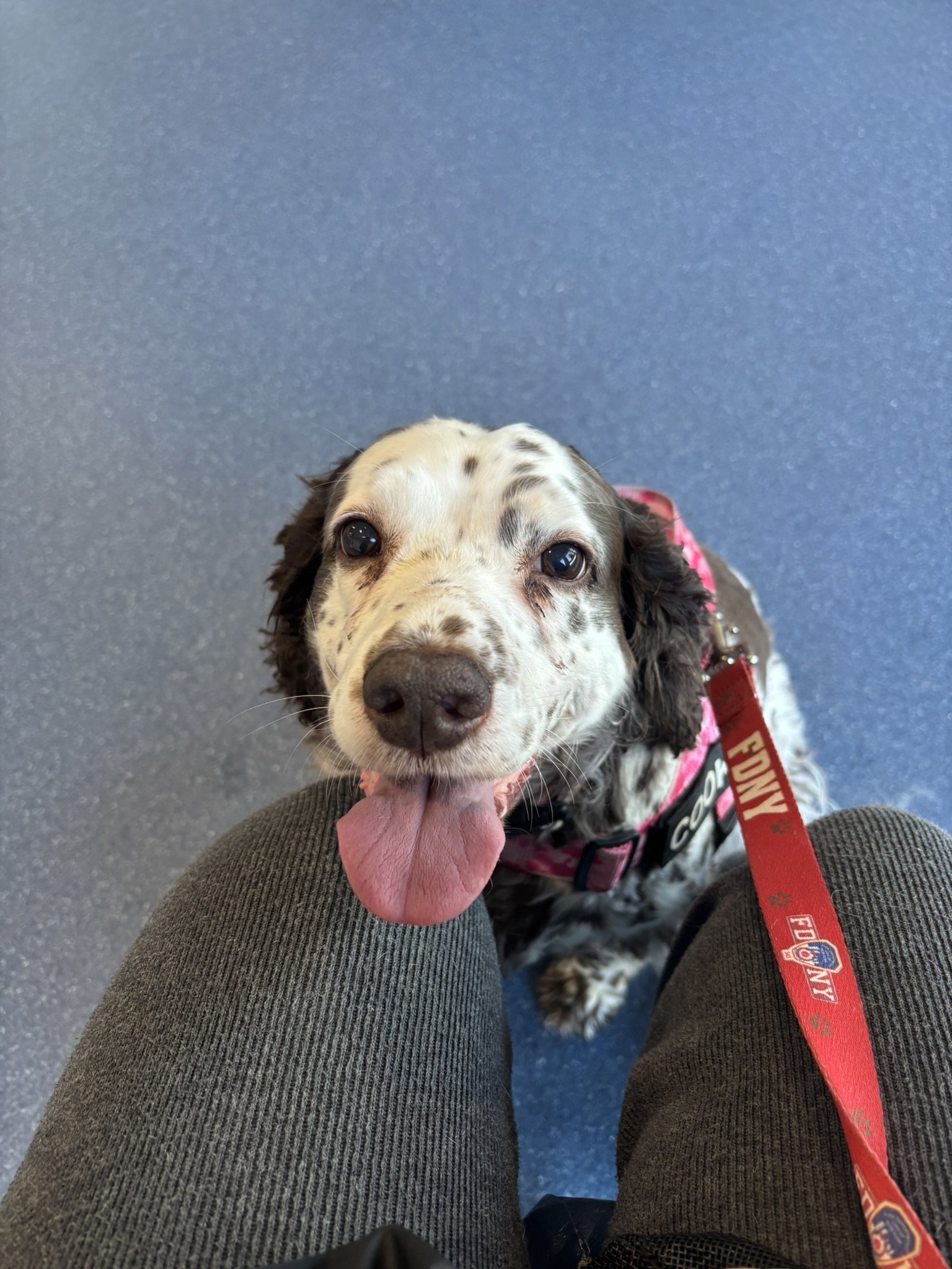 Close-up of a happy black and white Cocker Spaniel in a car, with a person's hand petting its head.