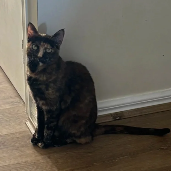 Tizzie.png