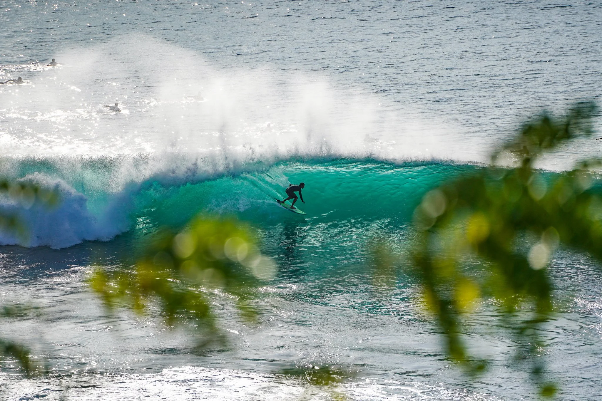 A person surfing on a large turquoise wave near the coast, with green leaves blurred in the foreground.