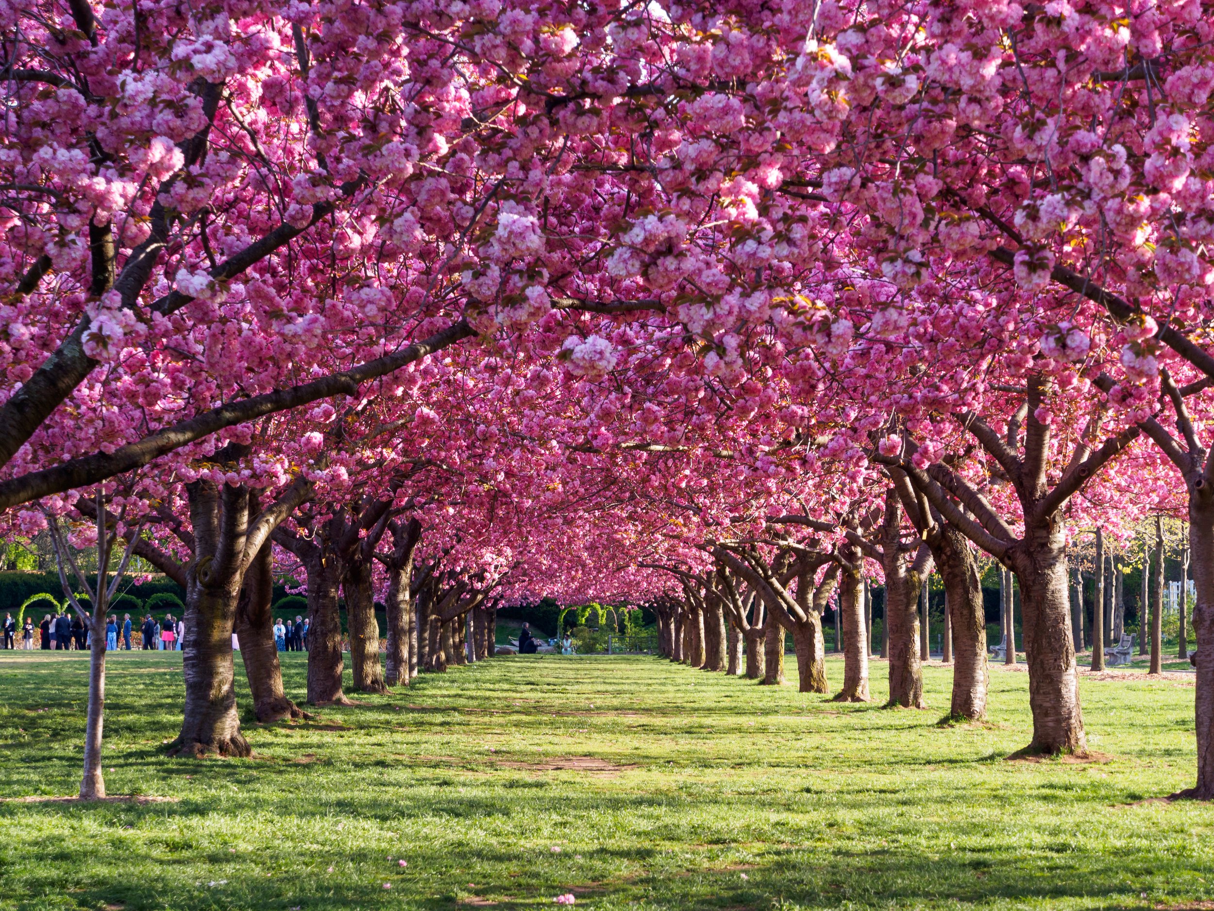Where Can I see Cherry Blossoms in NYC this Spring in 2026?
