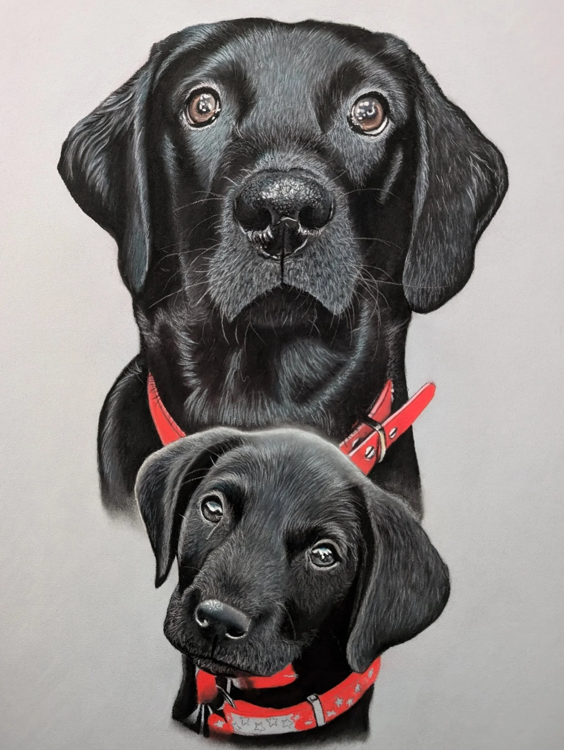 Photograph of two black Labrador retrievers, one larger and one smaller, both wearing red collars with playful patterns, positioned against a plain background.