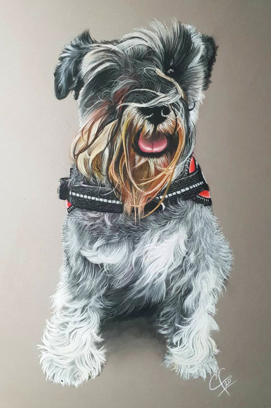 Painting of a happy small dog with a scruffy coat, wearing a harness, with its tongue out and fur covering one eye.