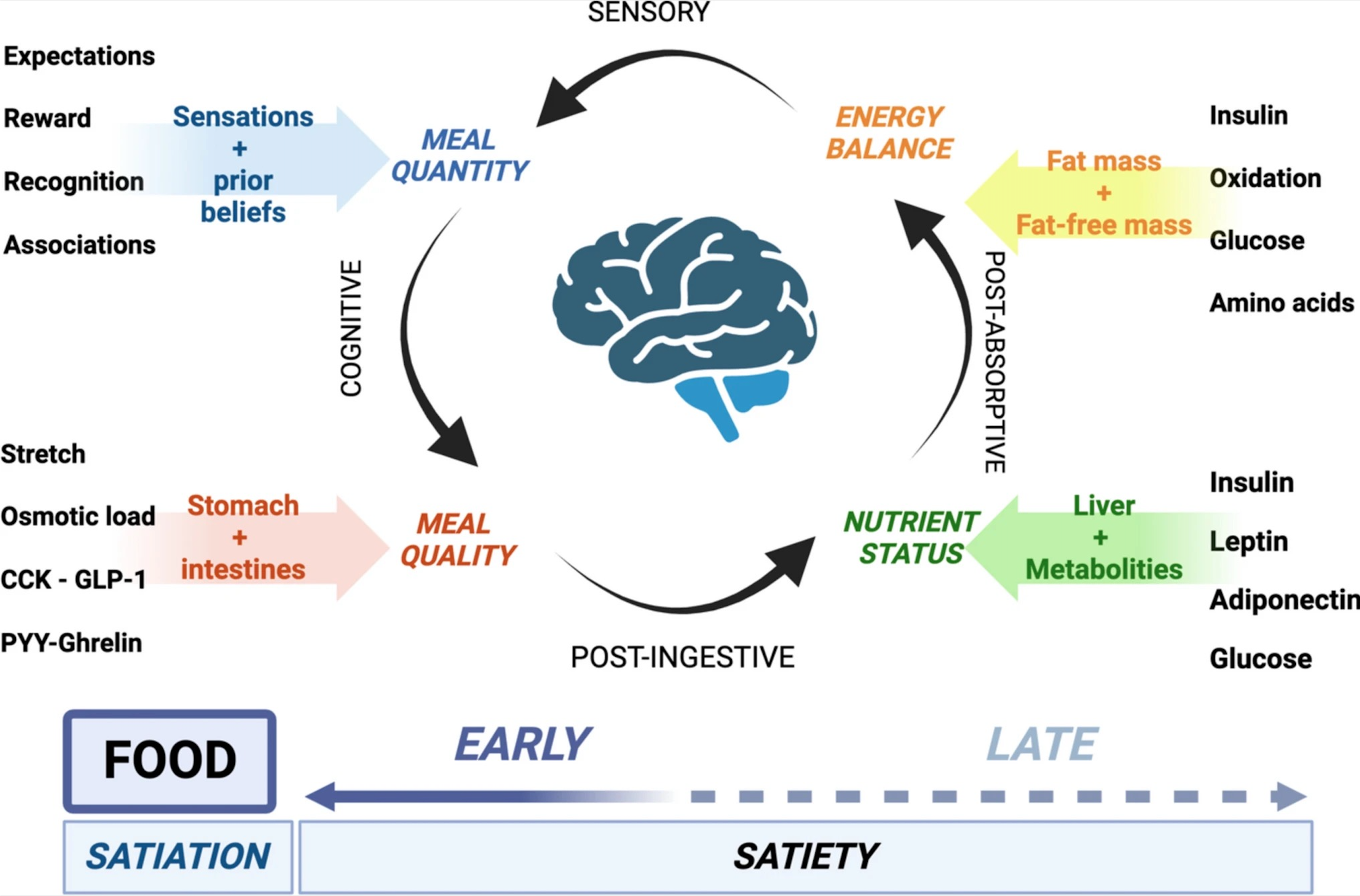 A very complex diagram showcasing 'Satiety Cascade' by Garutti et al. Some of the the processes that impact them are: nutrient status, energy balance, meal quantity and meal quality.