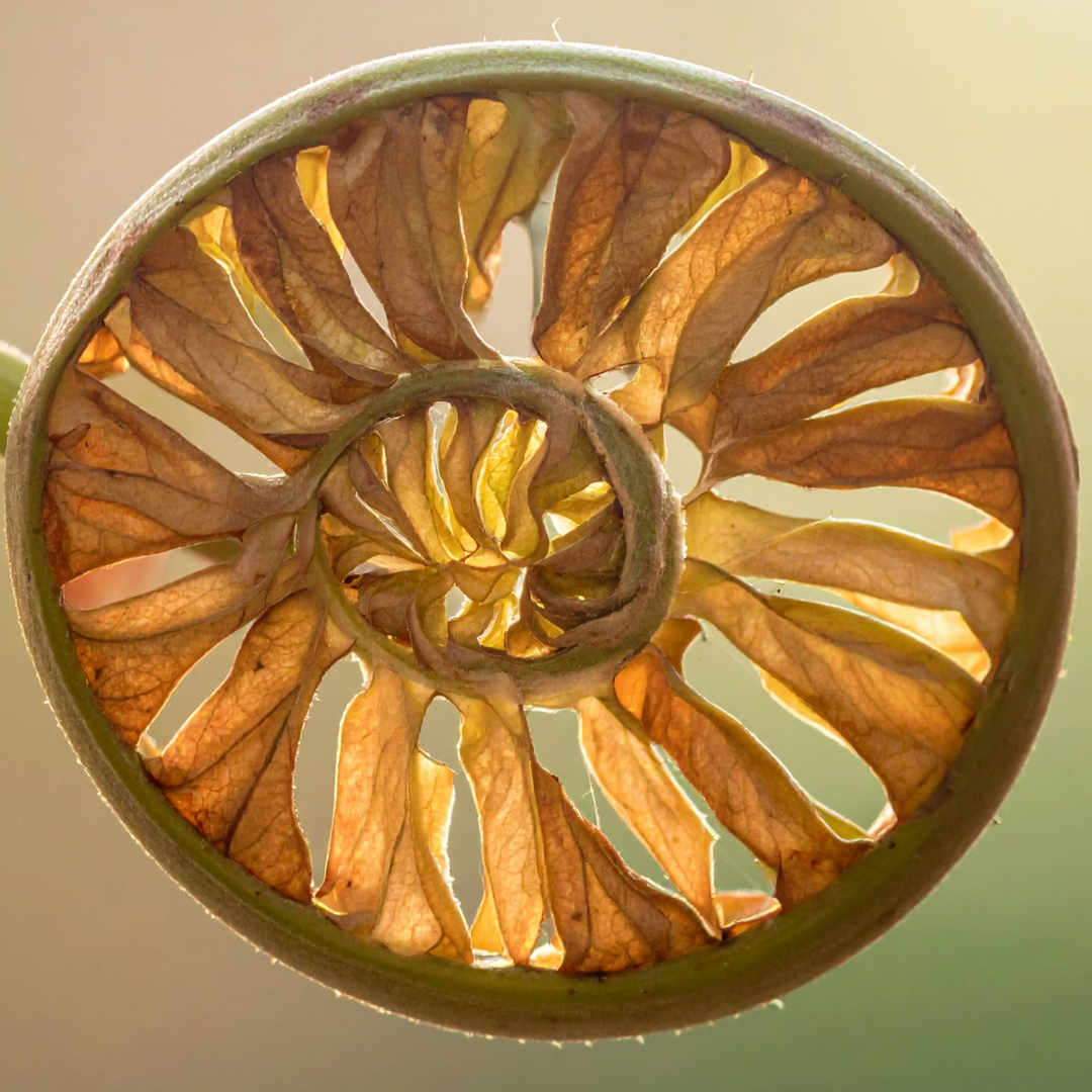 Yoga Rewild cycle advert (1080 x 1080 px) - 13.PNG