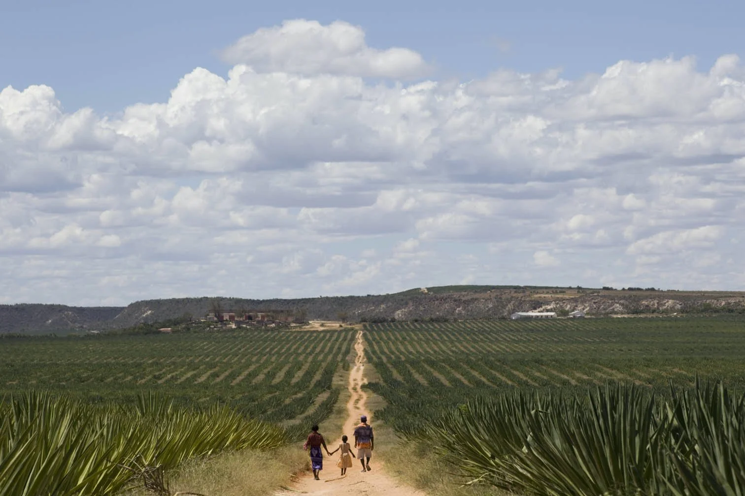 sisal plantation.jpg