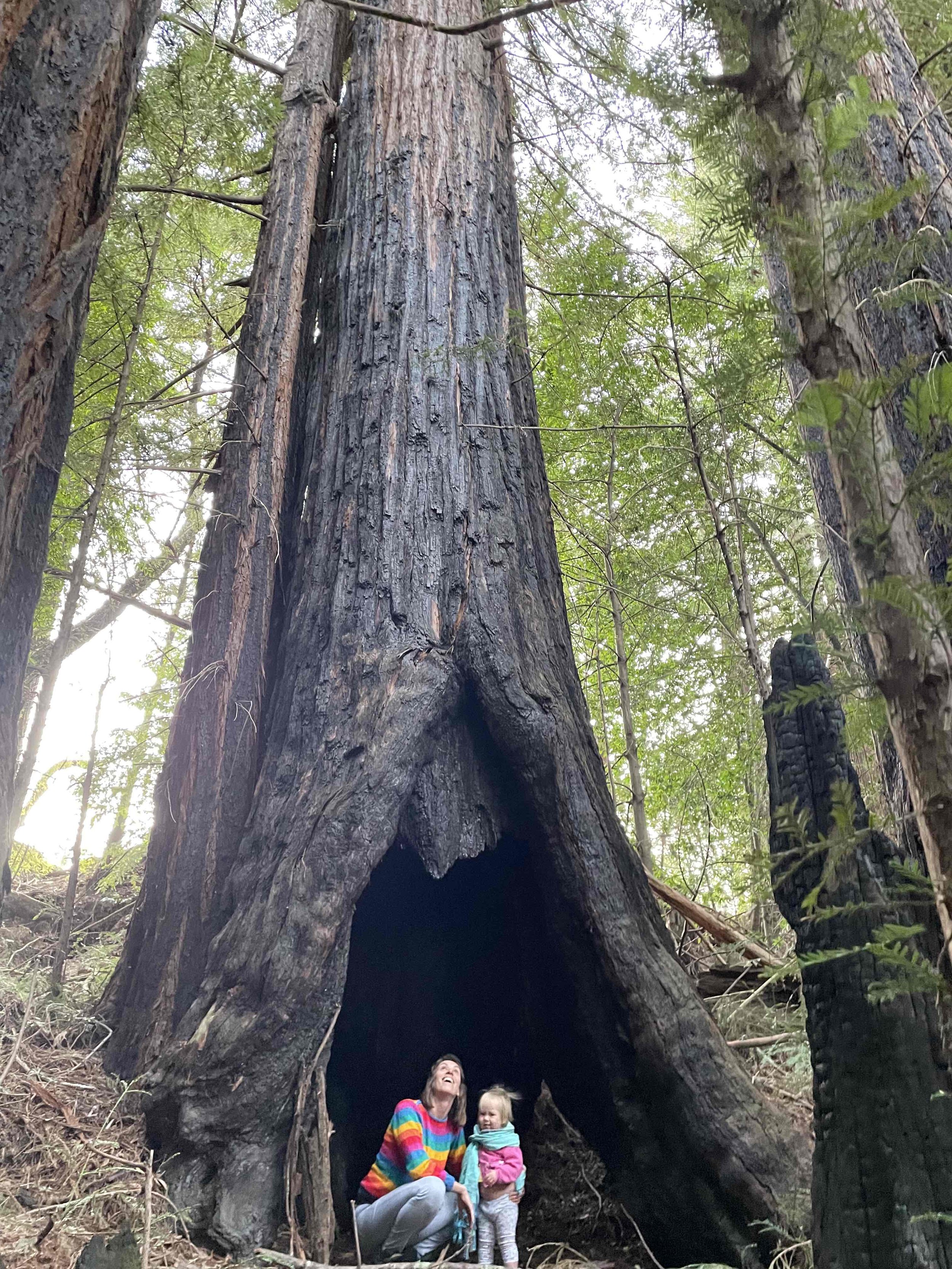 under a redwood.jpg