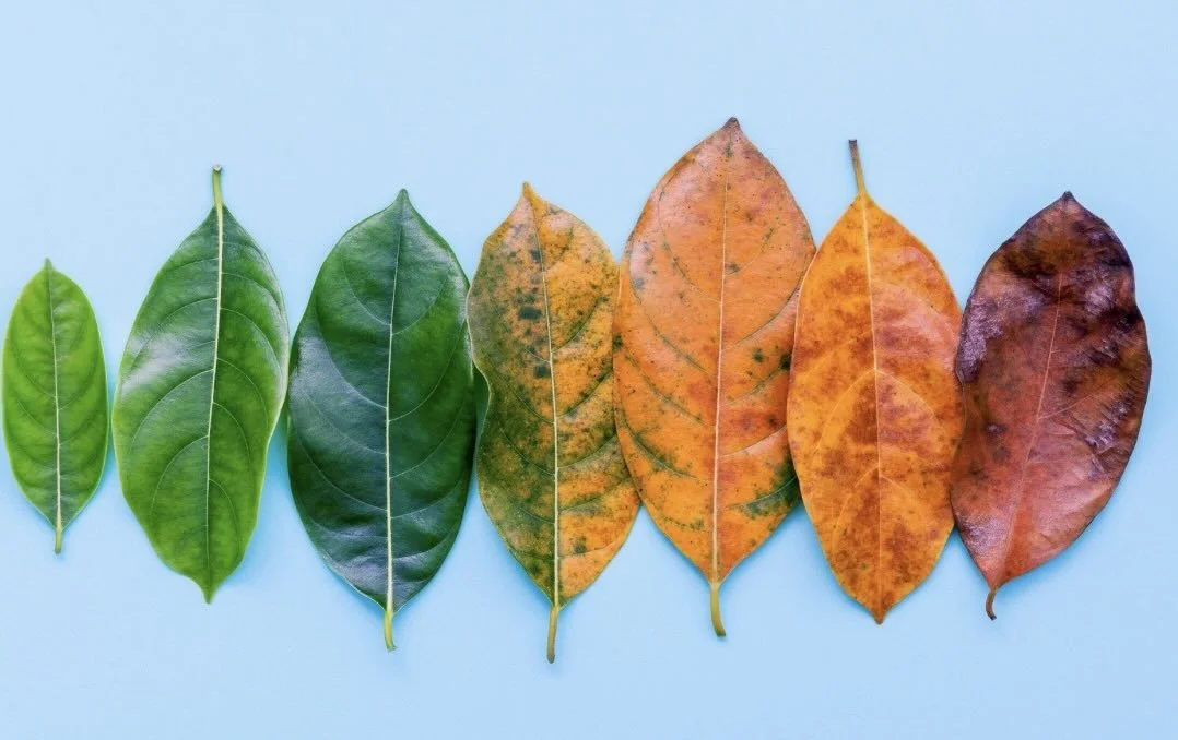 Are you ready for Autumn &amp; the dark half of the year?