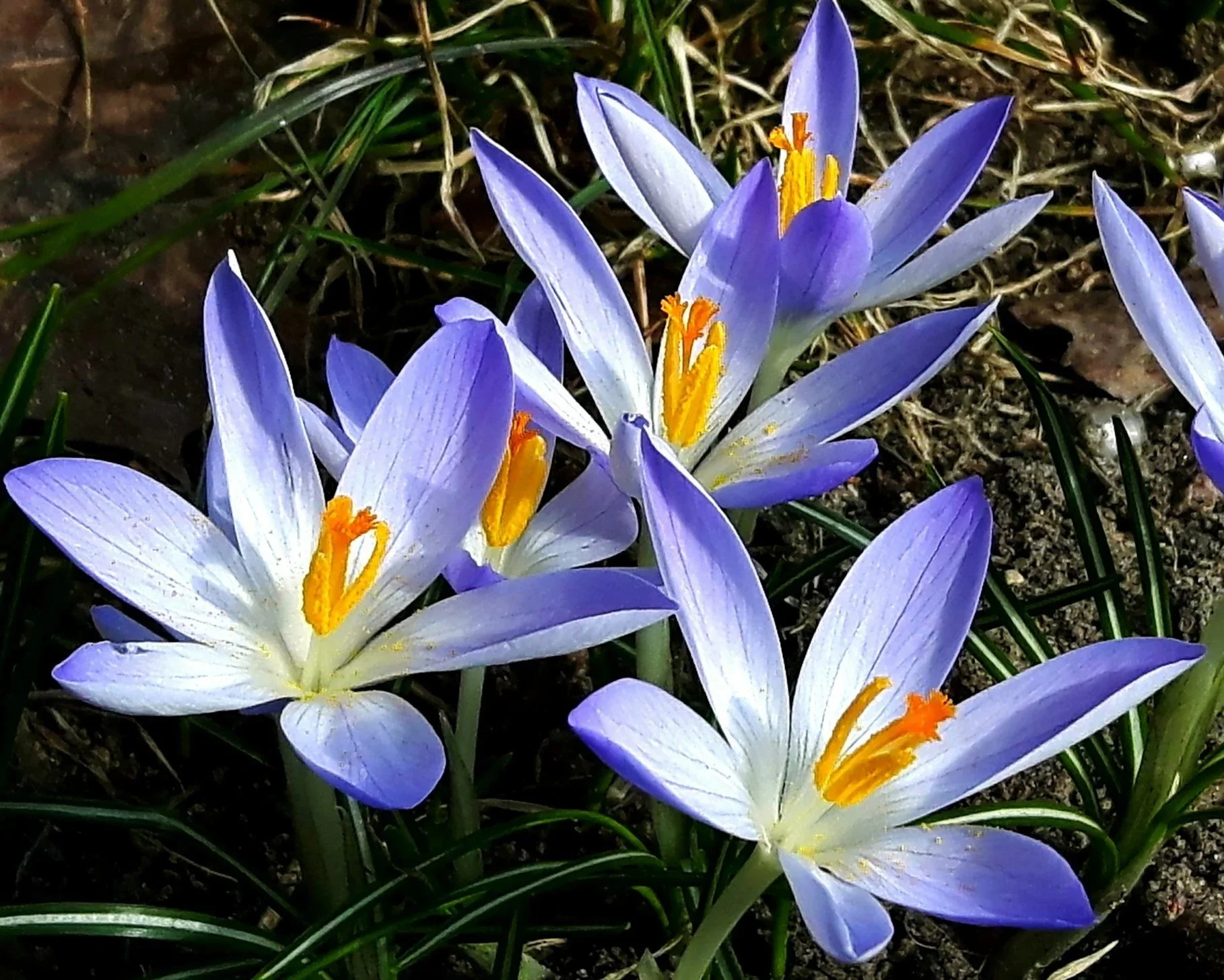 Spring Equinox yoga, sound healing & tea ceremony