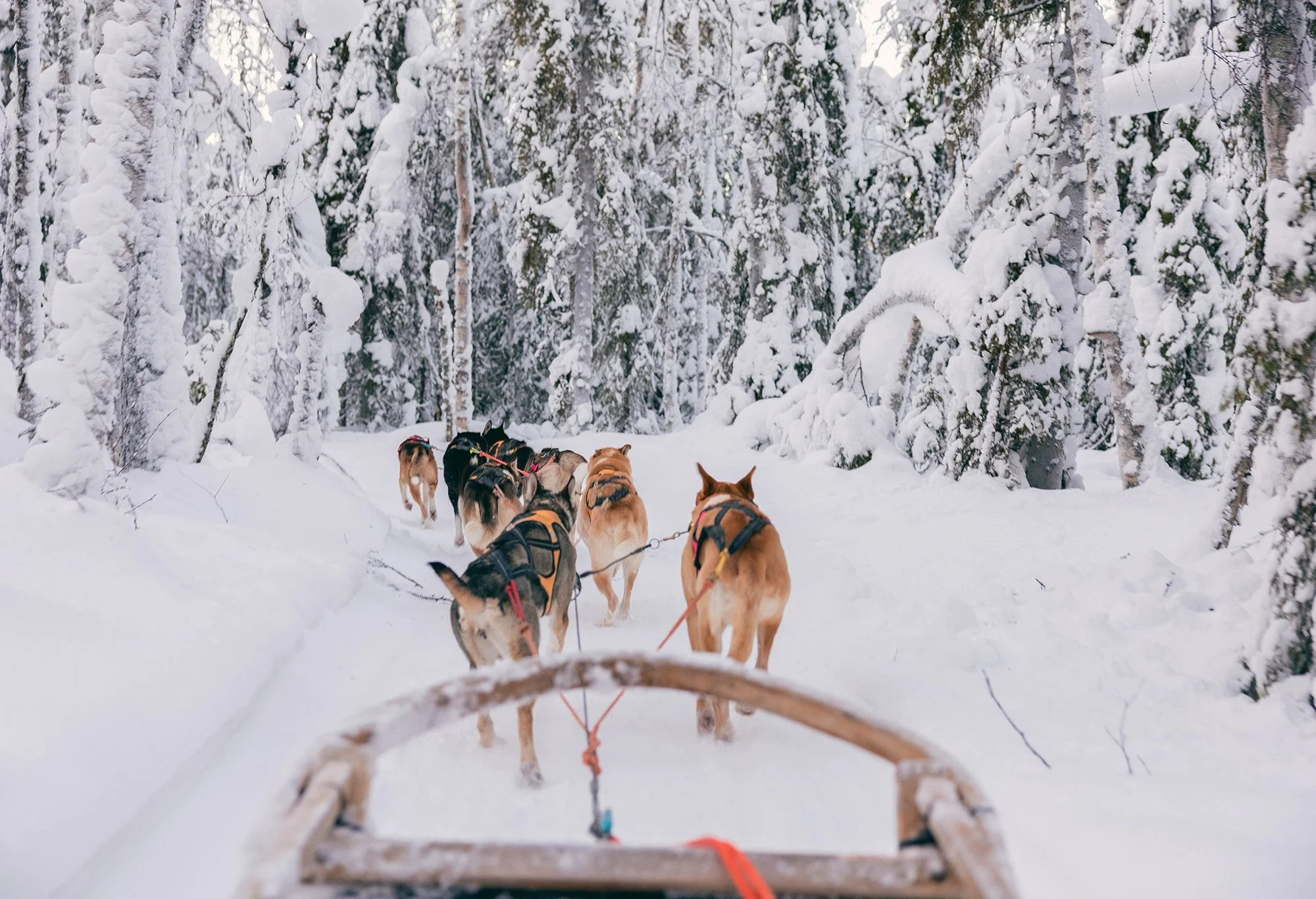 hundspann_pajala_huskies_fotograf Lotta Nyberg.jpg
