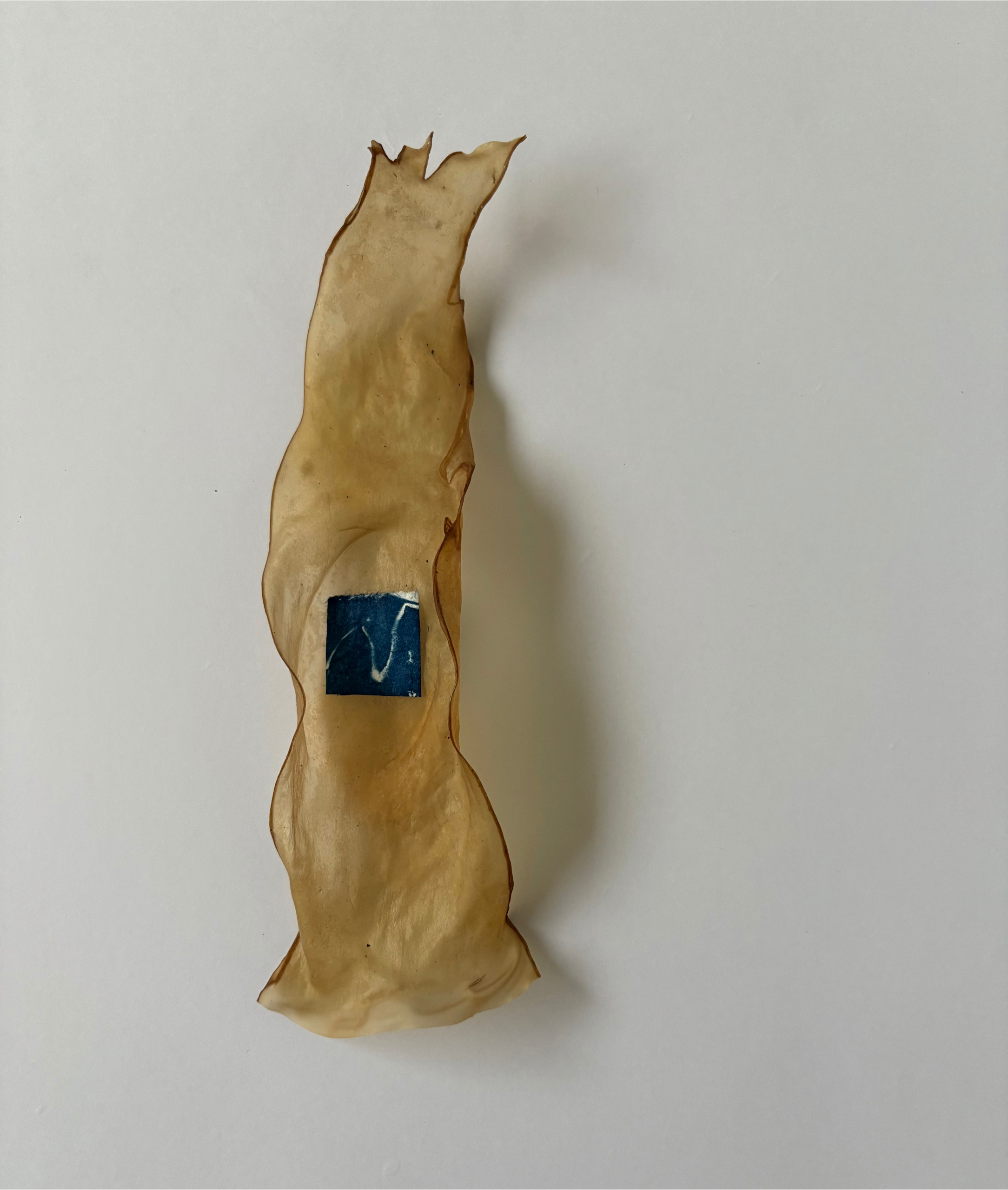 13_leitandi (searching)_small.png