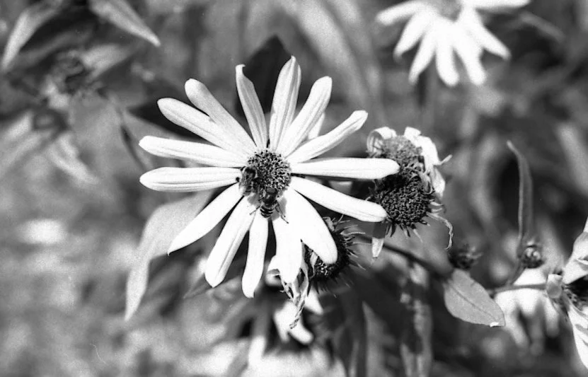 (boiled) Marigold Developer016.jpg