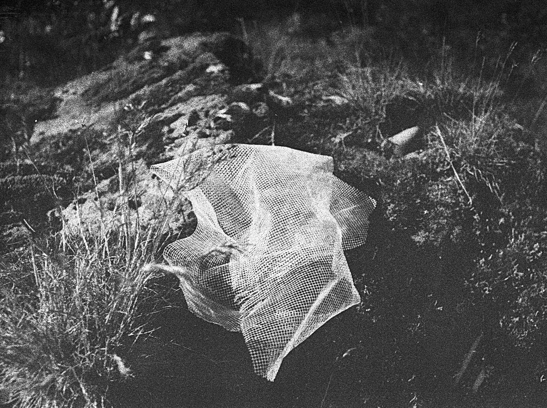 20_untitled (rhubarb).jpg