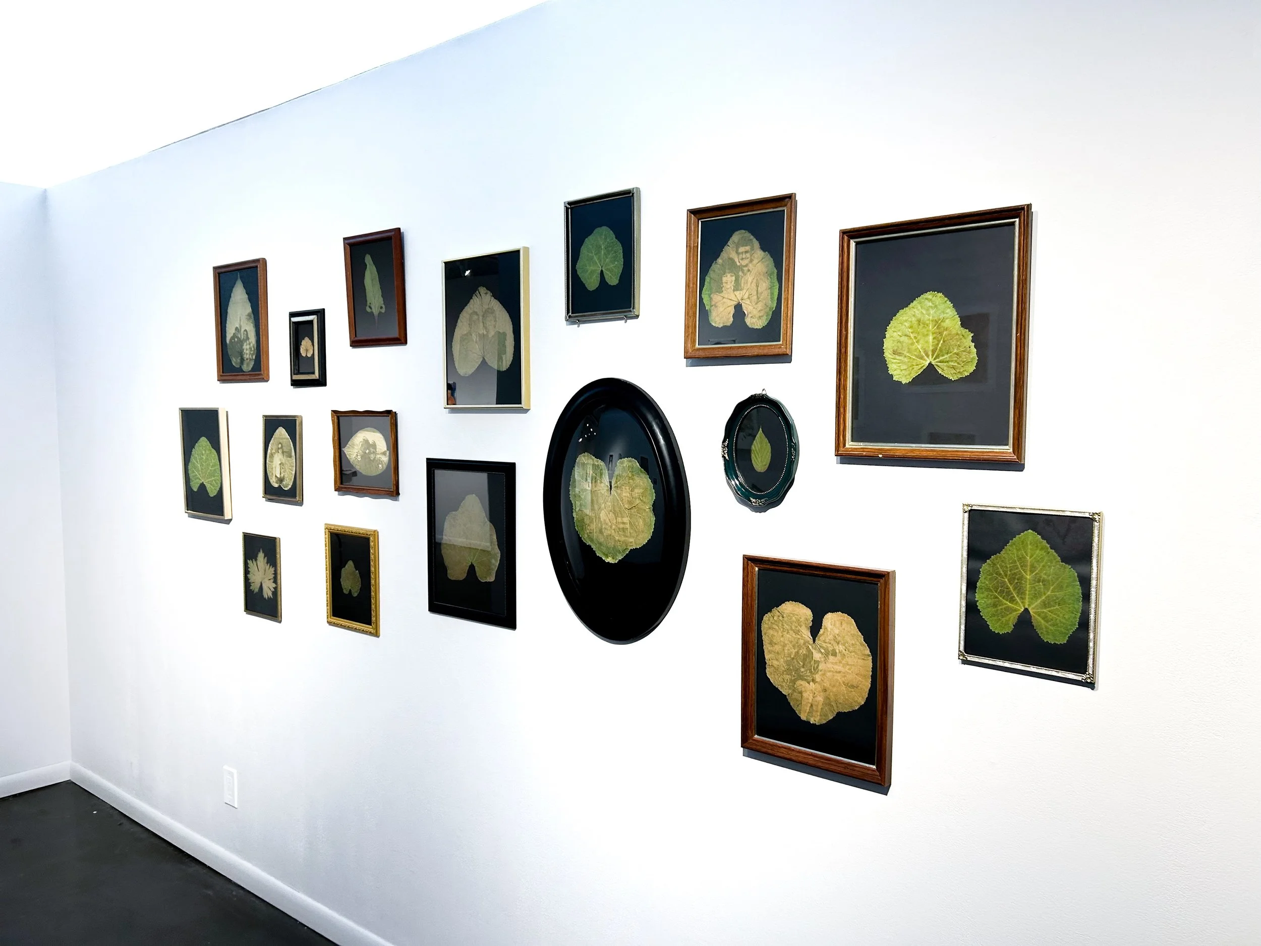 Chlorophyll Install 2.jpg