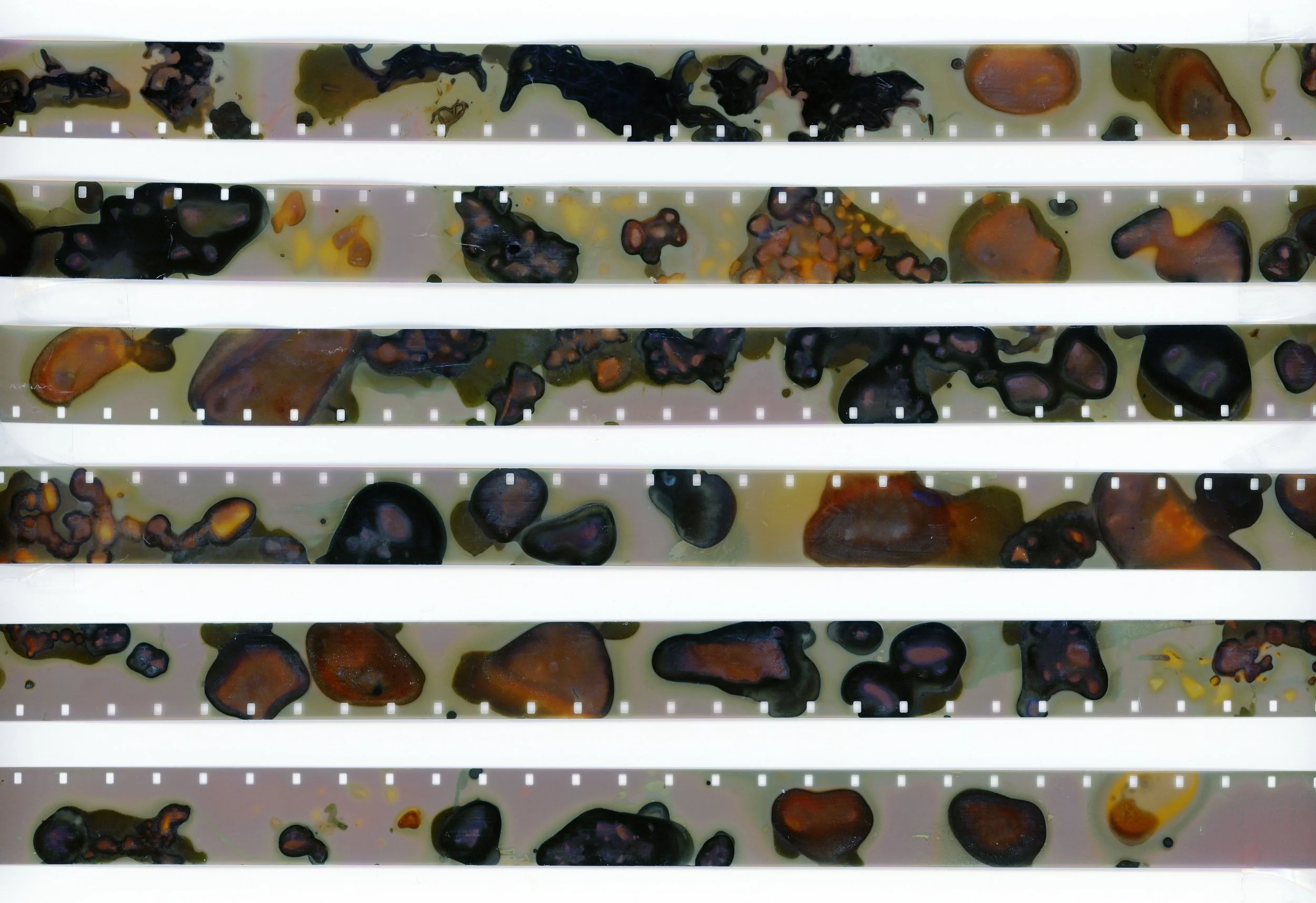 Silence For the Cinnamon Bear[film detail]_2025_Phytogramed film.jpg