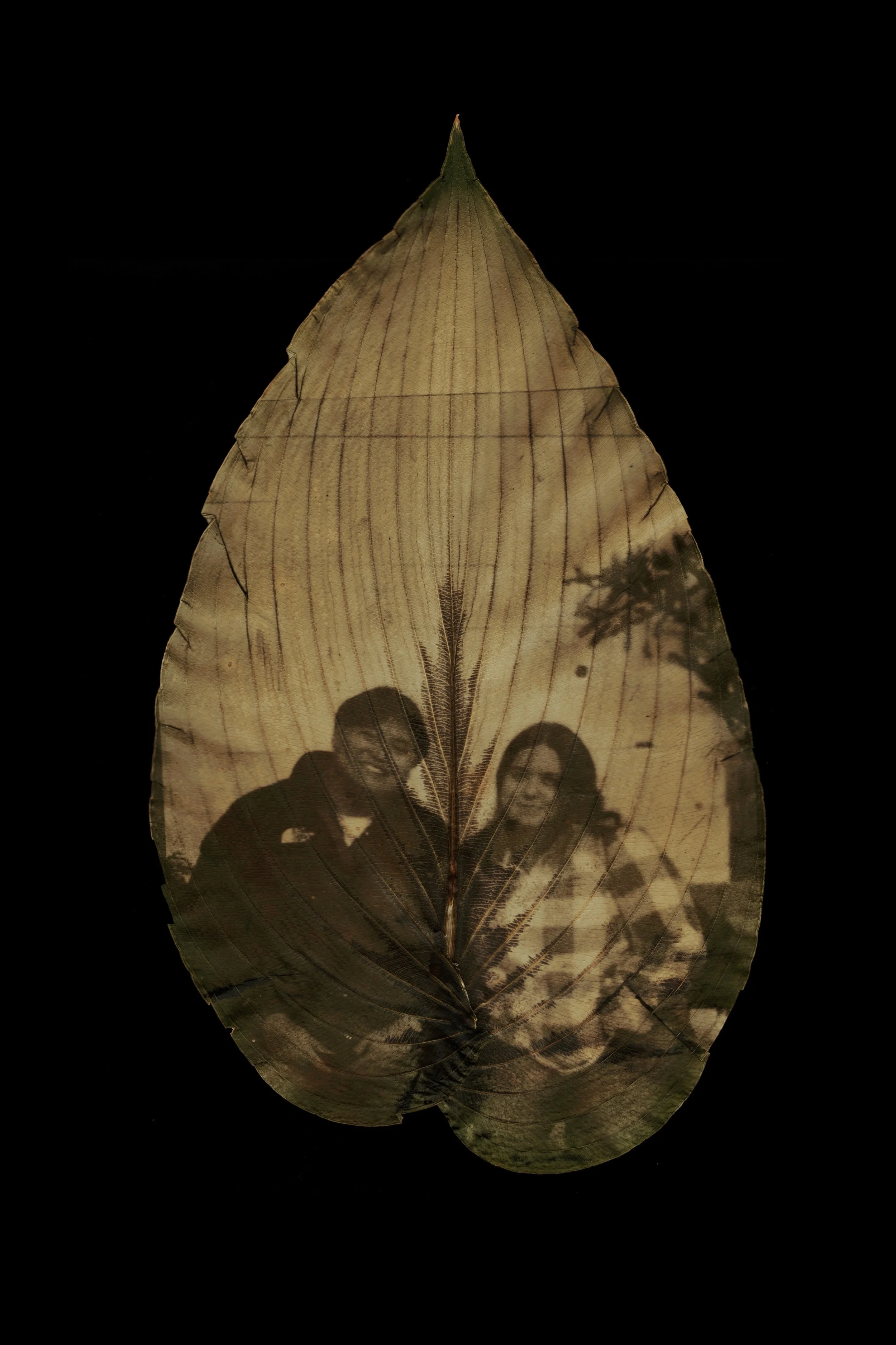 Chlorophyll individual 2.jpg