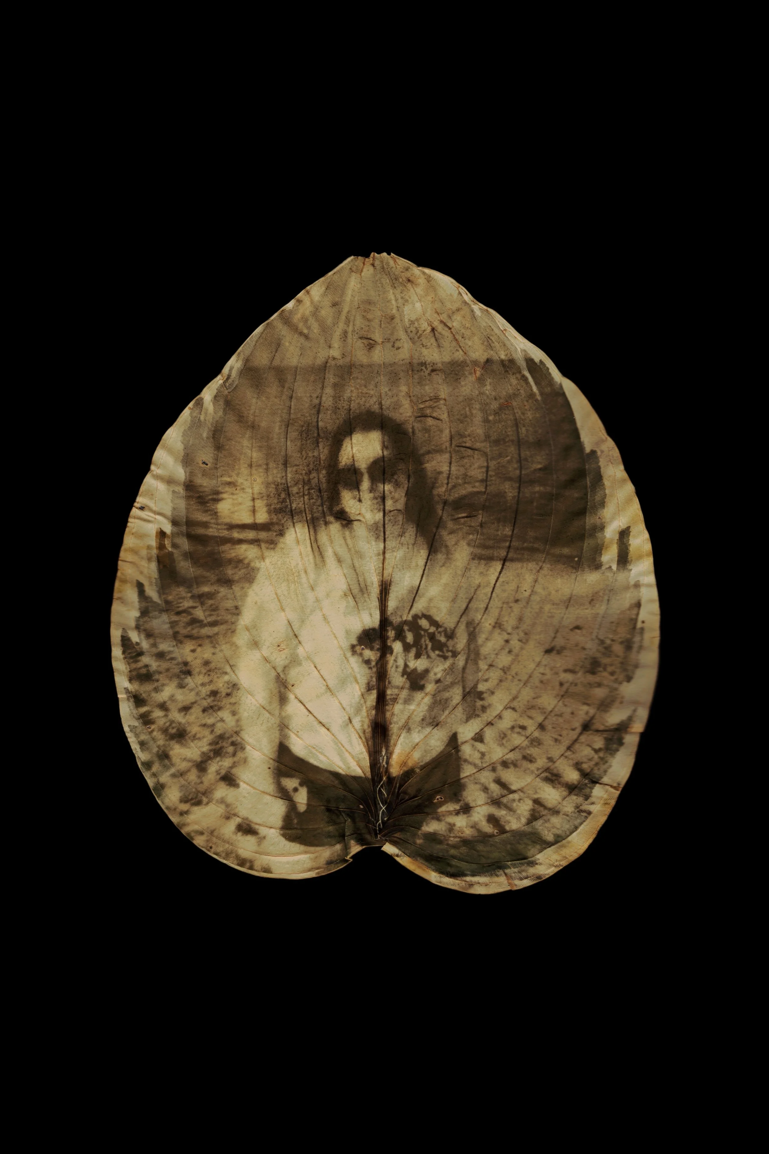 Chlorophyll individual 1.jpg