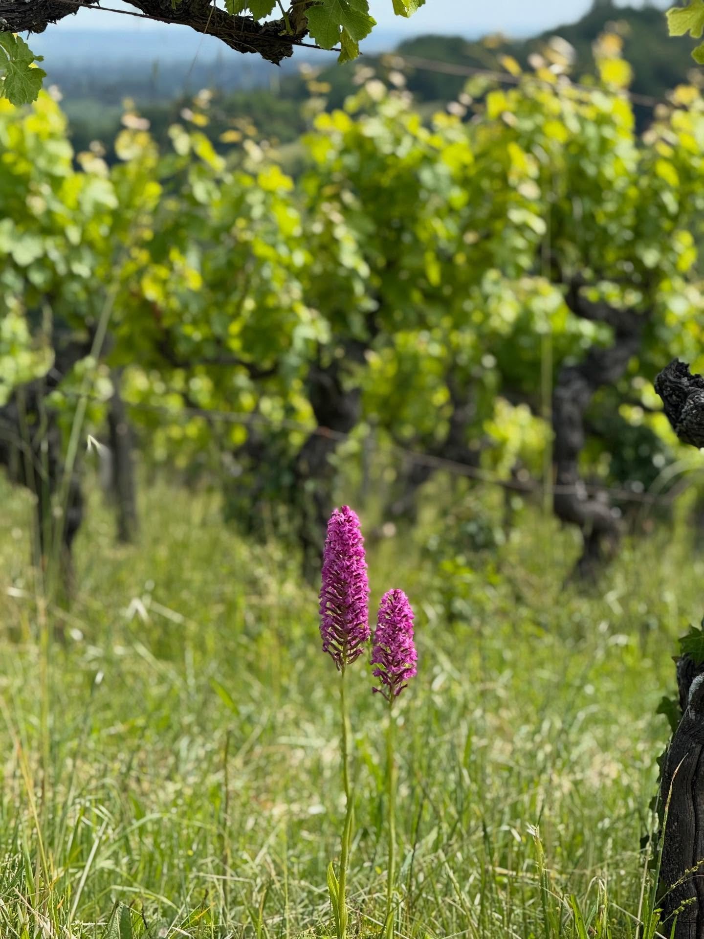 We had an amazing day with @dordogne_vineyard_tours - Vince was so knowledgeable about the area, the local history and the wine. Sue provided a delicious (and beautiful) lunch set in the picturesque vines at @chateau_terre_vieille with locally source