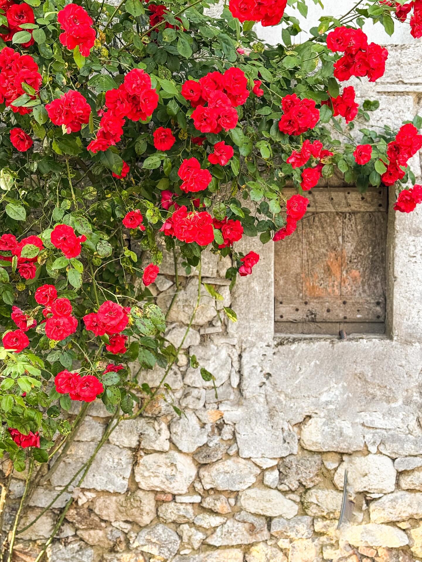 There&rsquo;s colour blooming all around the ch&acirc;teau on our little island. I never thought I would enjoy gardening, but seeing the roses bloom against the stone wall of the barn after all my hard work pruning is so satisfying.