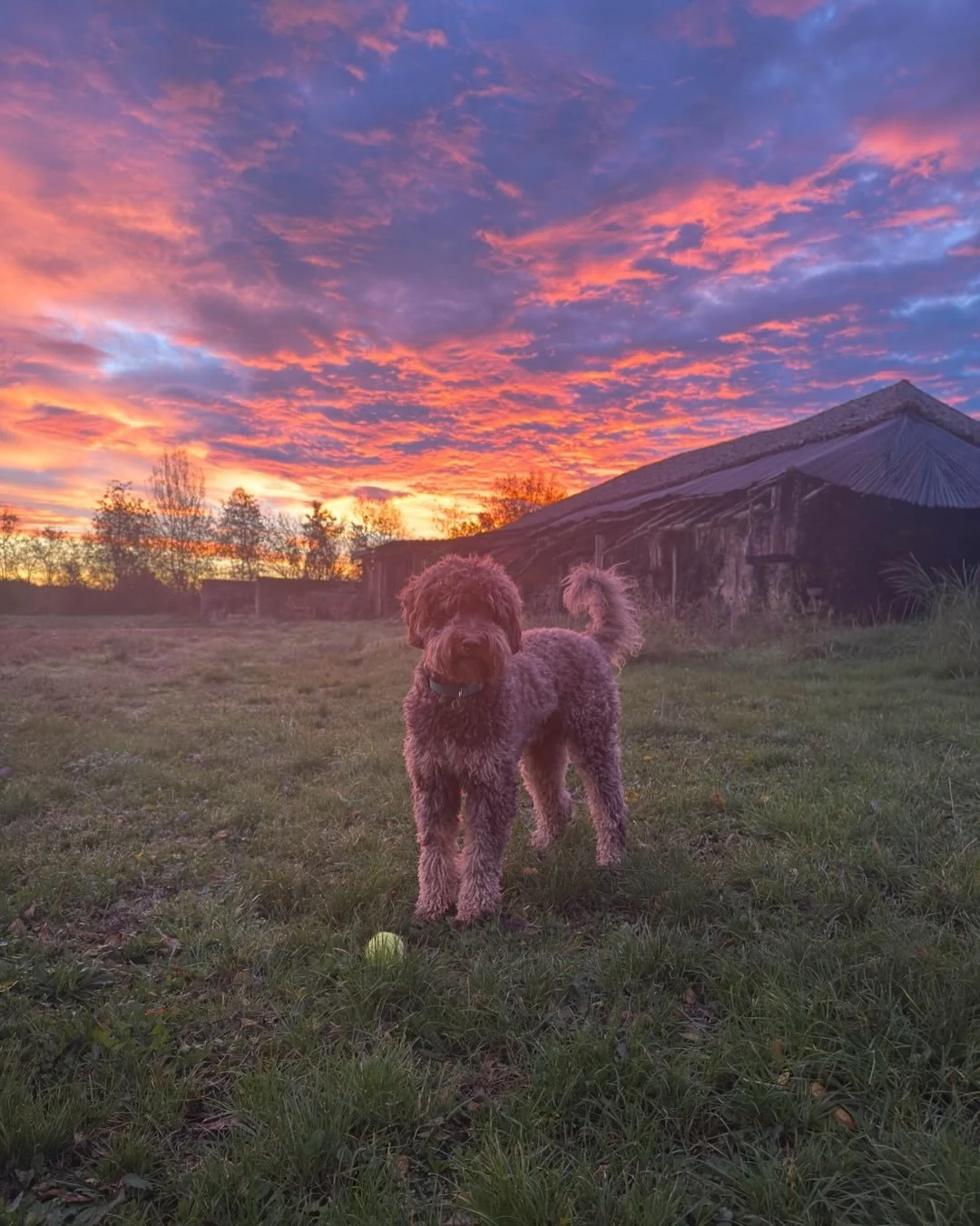 We love going for walks in the grounds of the Ch&acirc;teau and exploring the surrounding forests - enjoyable in every season. Lots of exciting wildlife scents for Bernie the dog to follow.