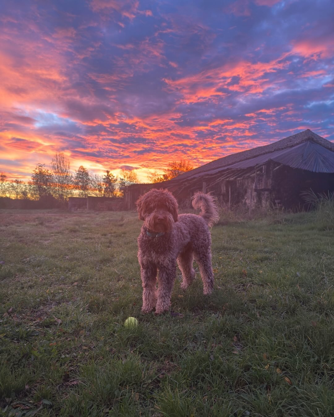 We love going for walks in the grounds of the Ch&acirc;teau and exploring the surrounding forests - enjoyable in every season. Lots of exciting wildlife scents for Bernie the dog to follow.