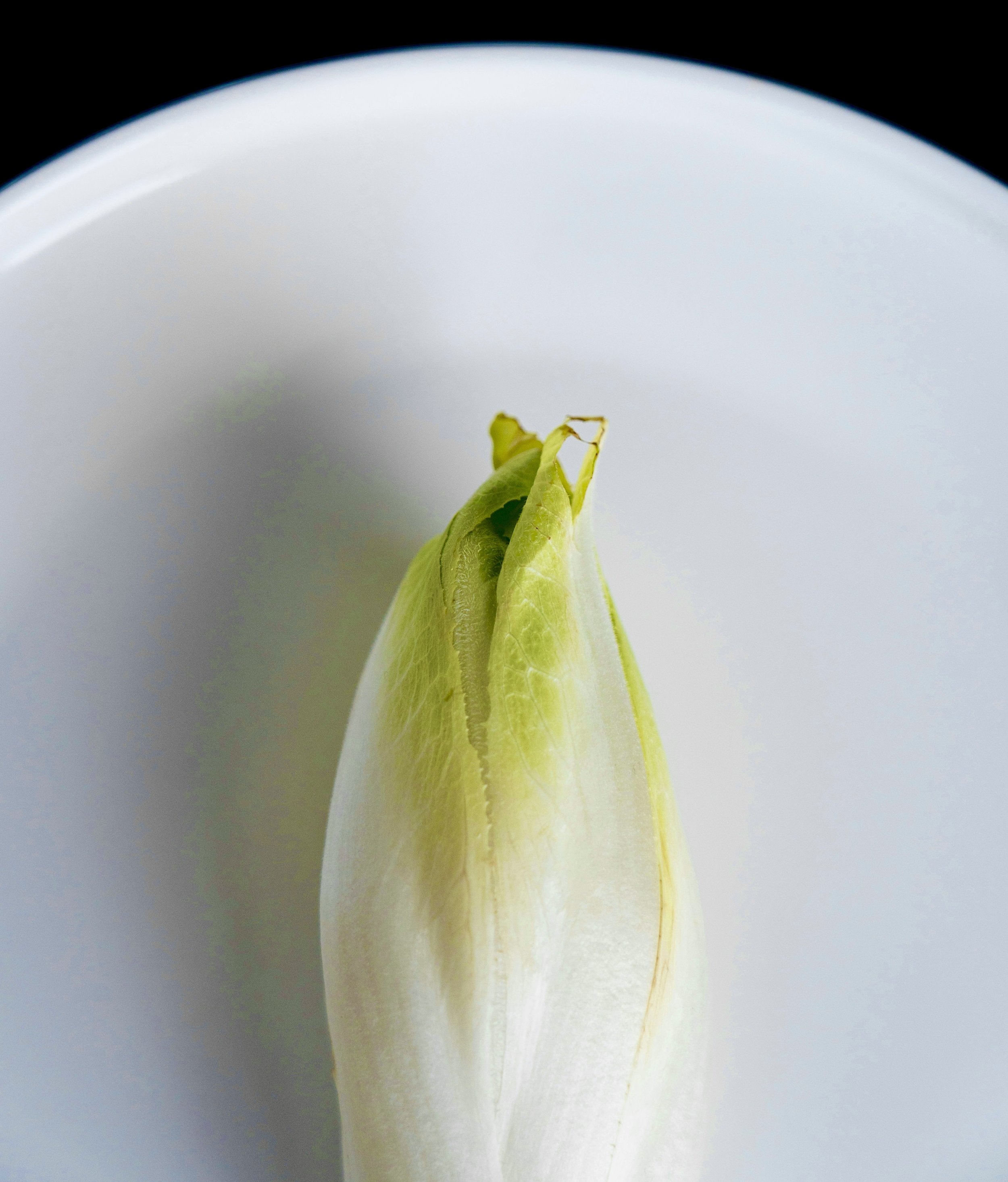 SEASONAL SPOTLIGHT | ENDIVE