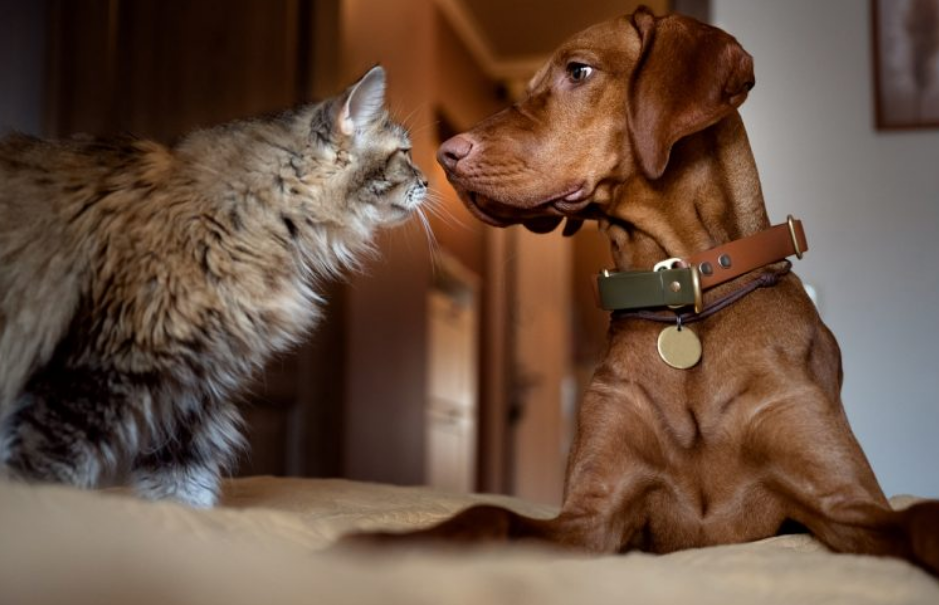 Candles &amp; Pets: Creating a Home That Works for Everyone