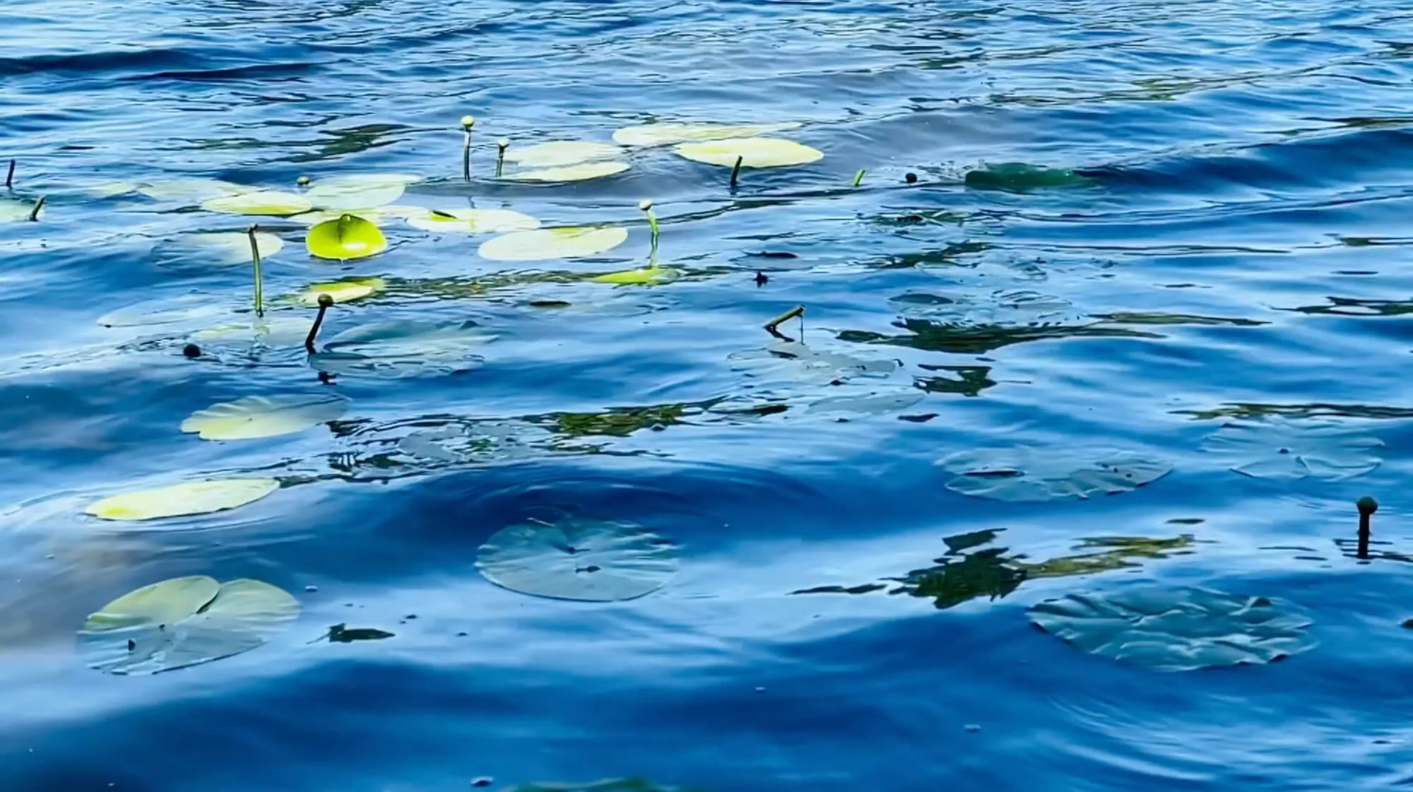 veerman-bestattungen-oranienbaum-seerosen-wasser-woerlitzer-park.jpg