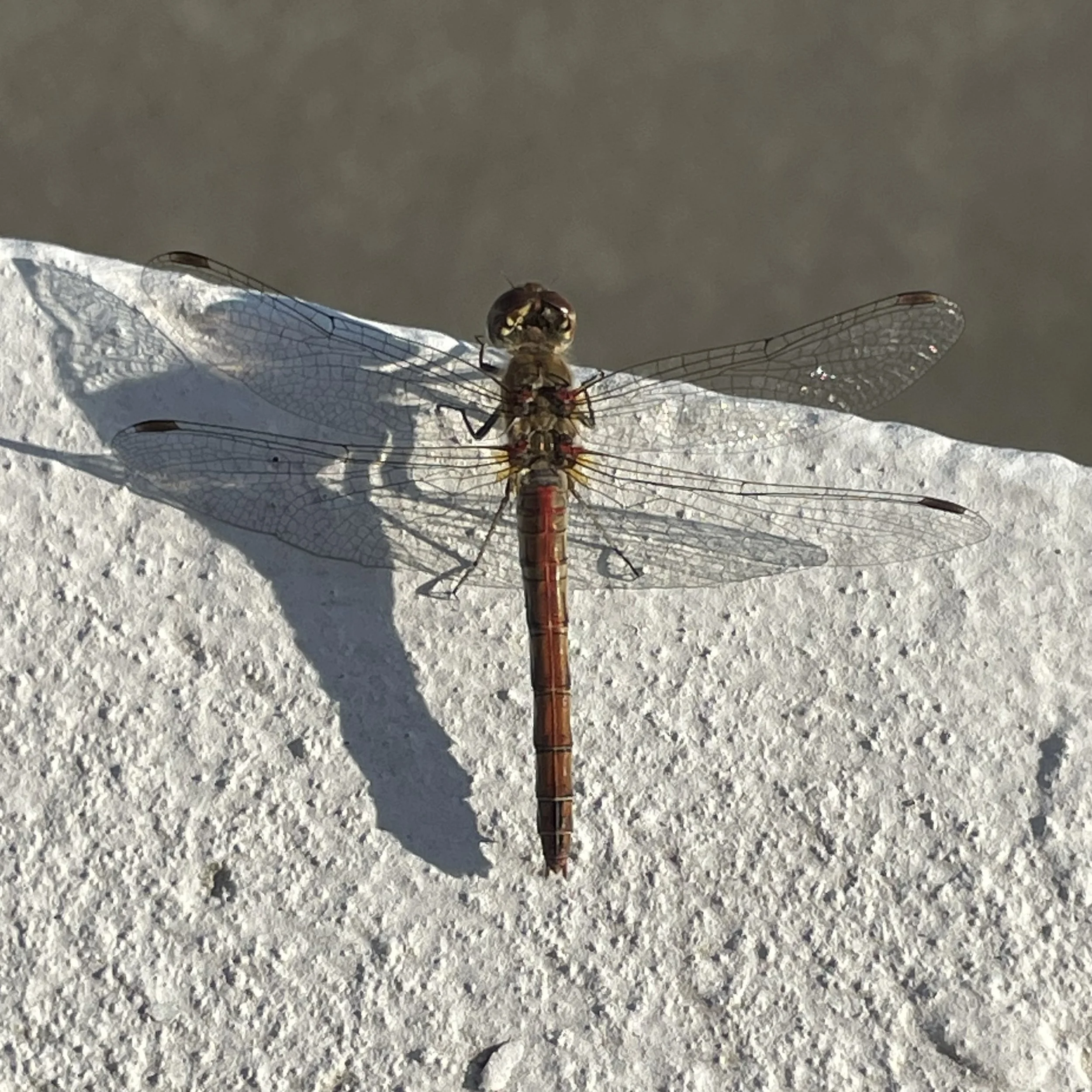 Close-up of a dragonfly resting on a white textured surface with its wings spread out.