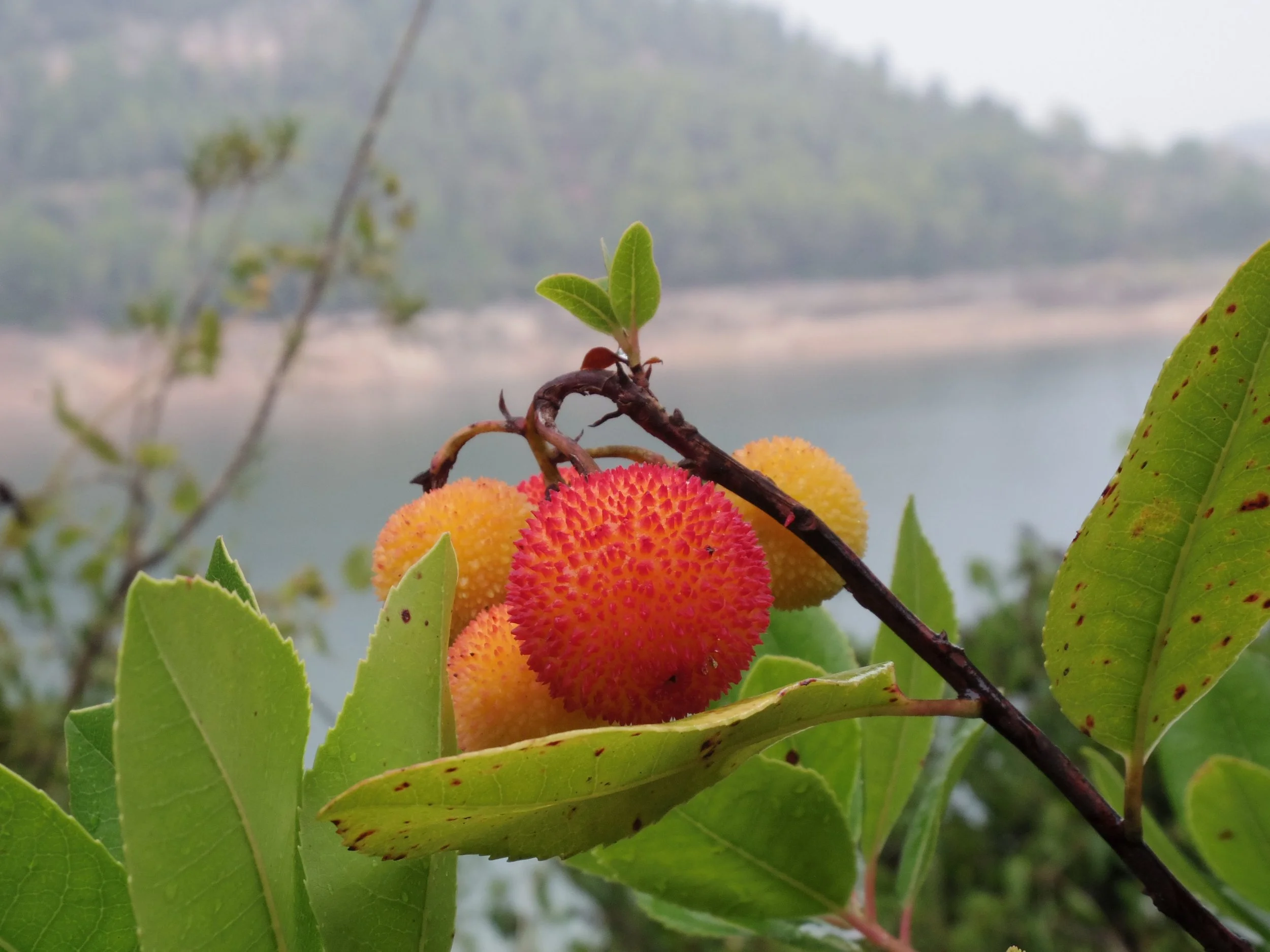 Close-up of colorful arbutus berries on a branch with green leaves near a body of water and trees in the background.