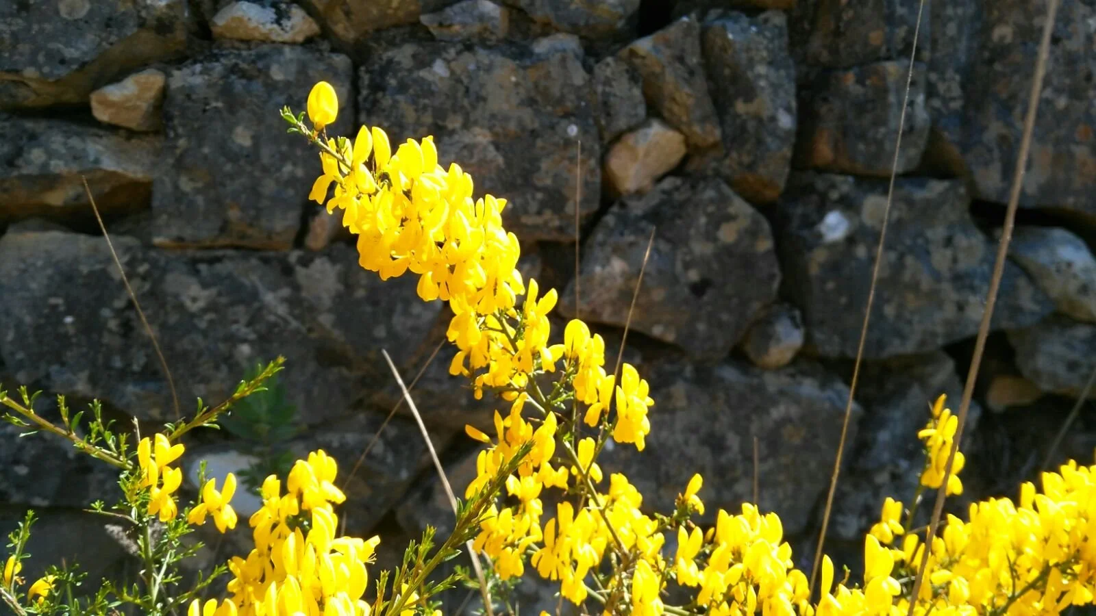 Yellow flowering plant with small, bright yellow flowers next to a stone wall.