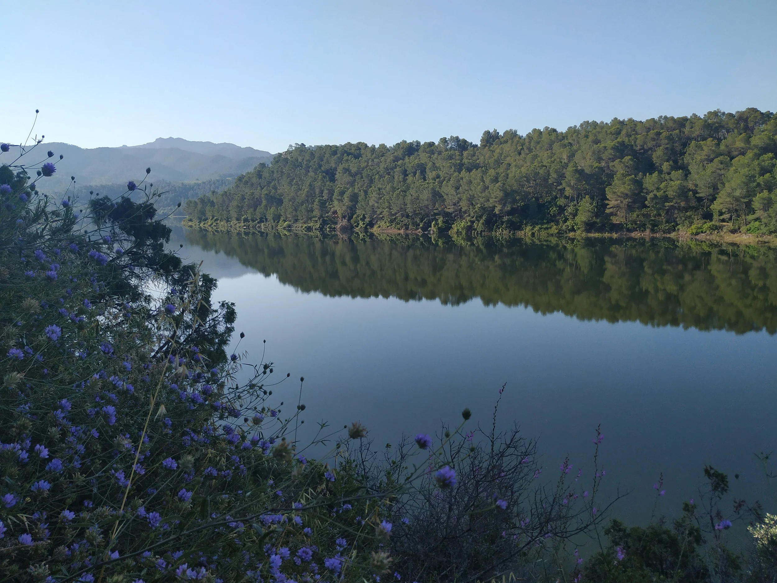 A peaceful scene of a calm river reflecting the green forested hills on both sides, with distant mountains under a clear blue sky, and purple wildflowers in the foreground.