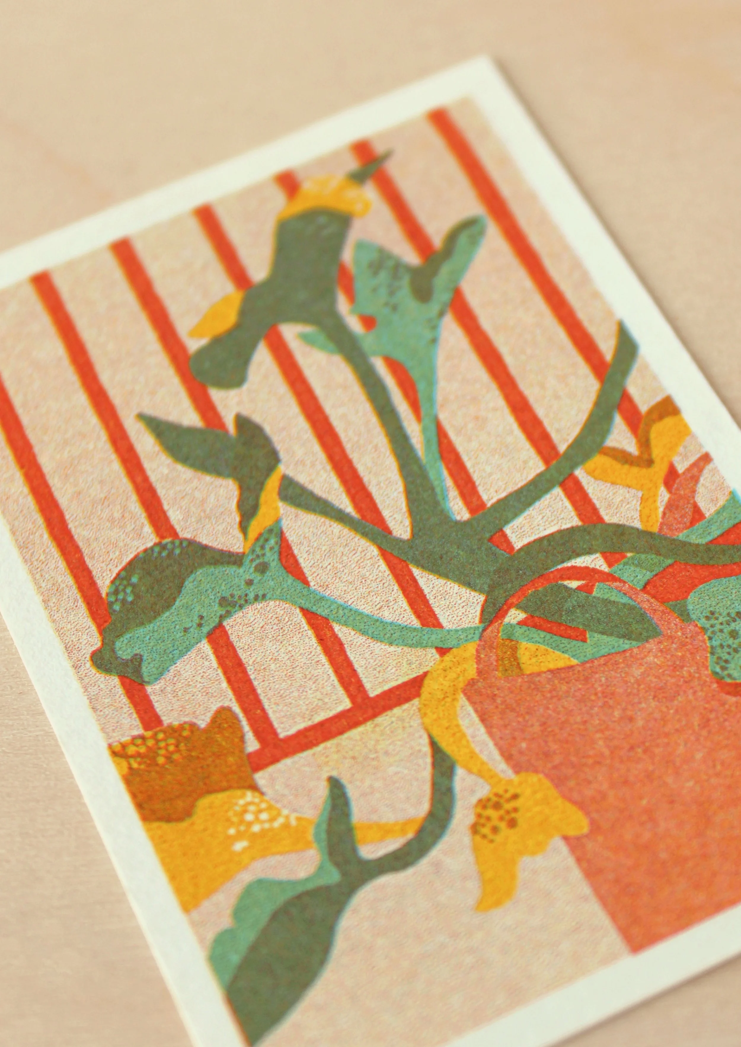 Courgette Plant 1 Final.jpg