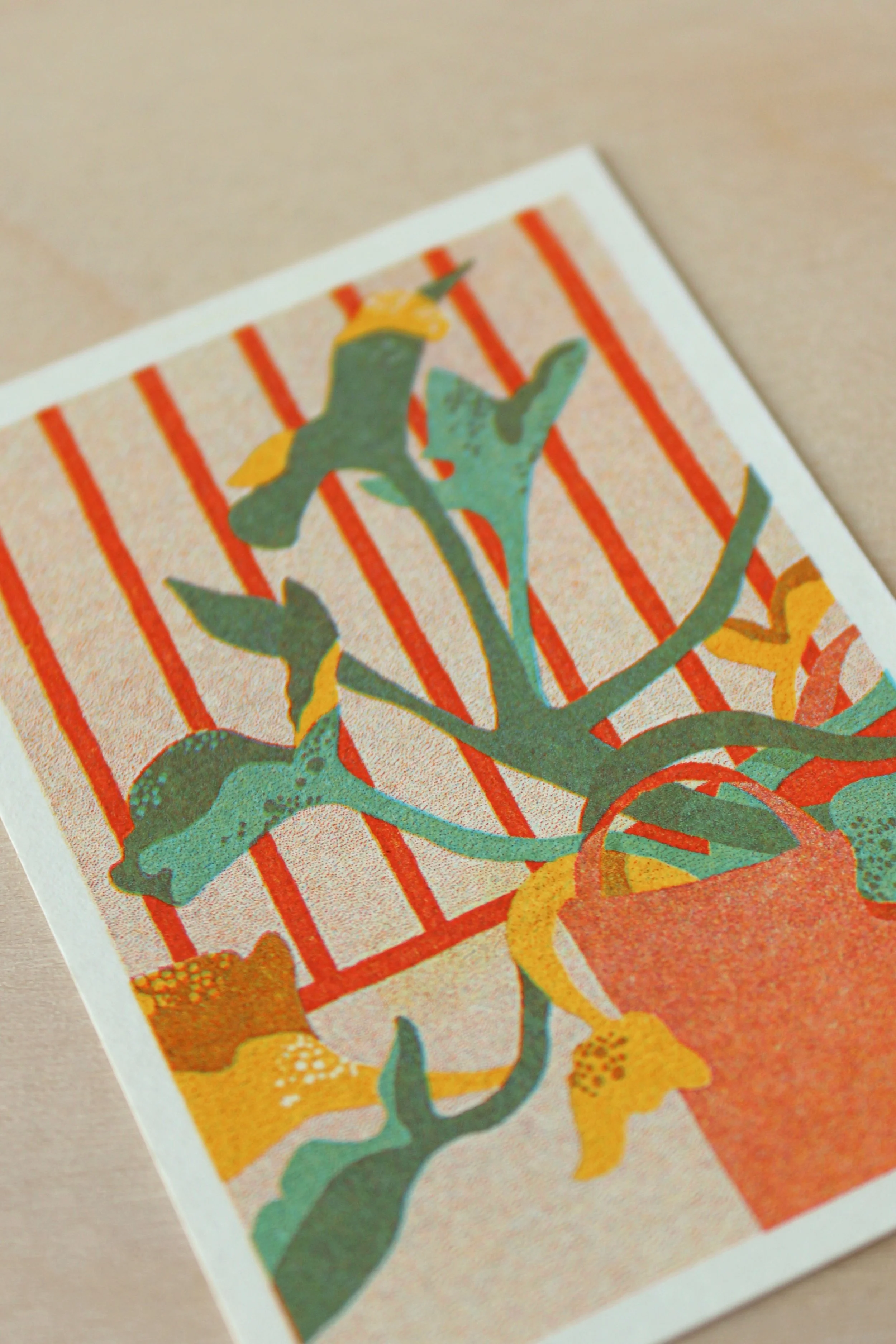 Courgette Plant 1 Background.jpg