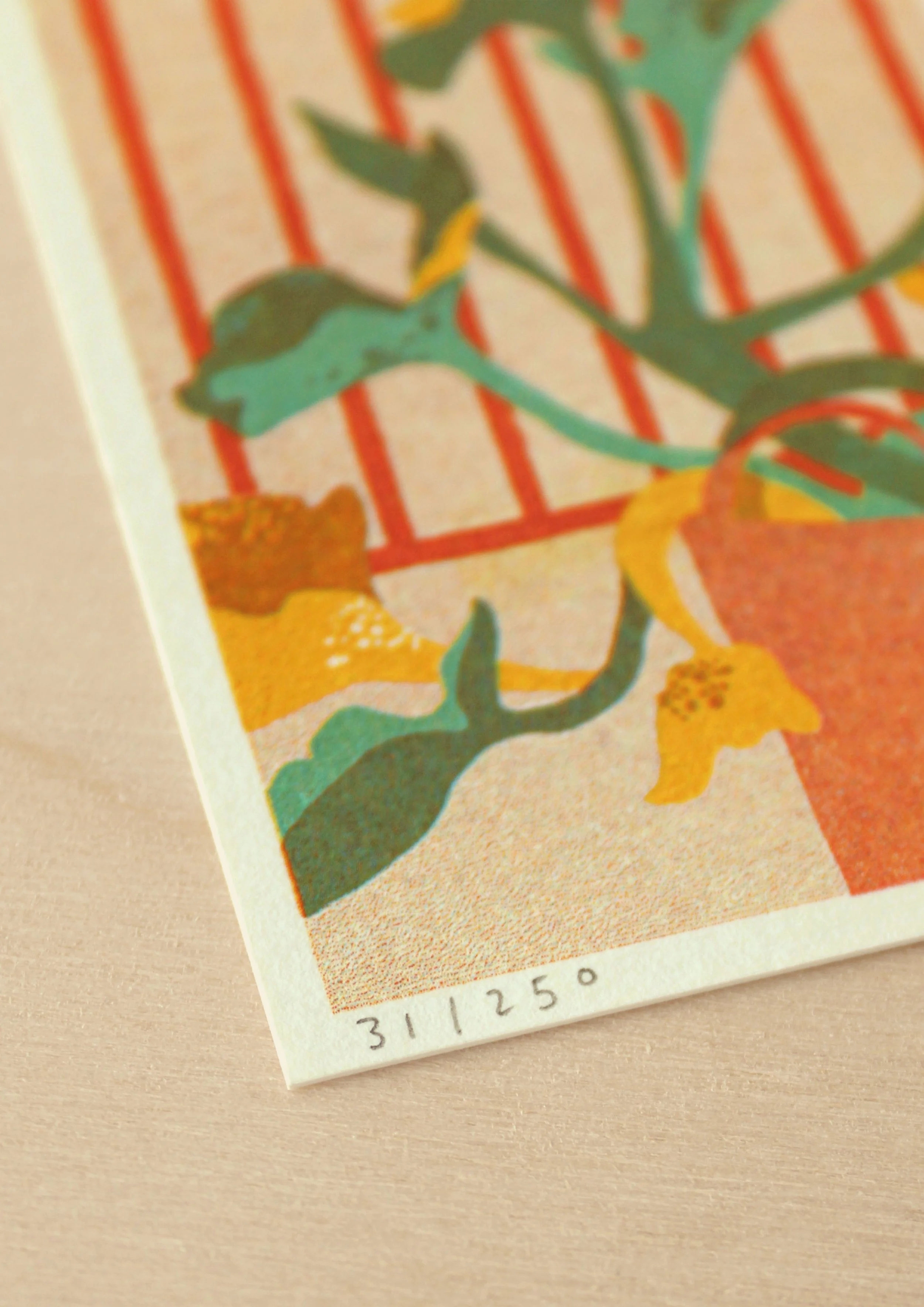 Courgette Plant 3 Final.jpg