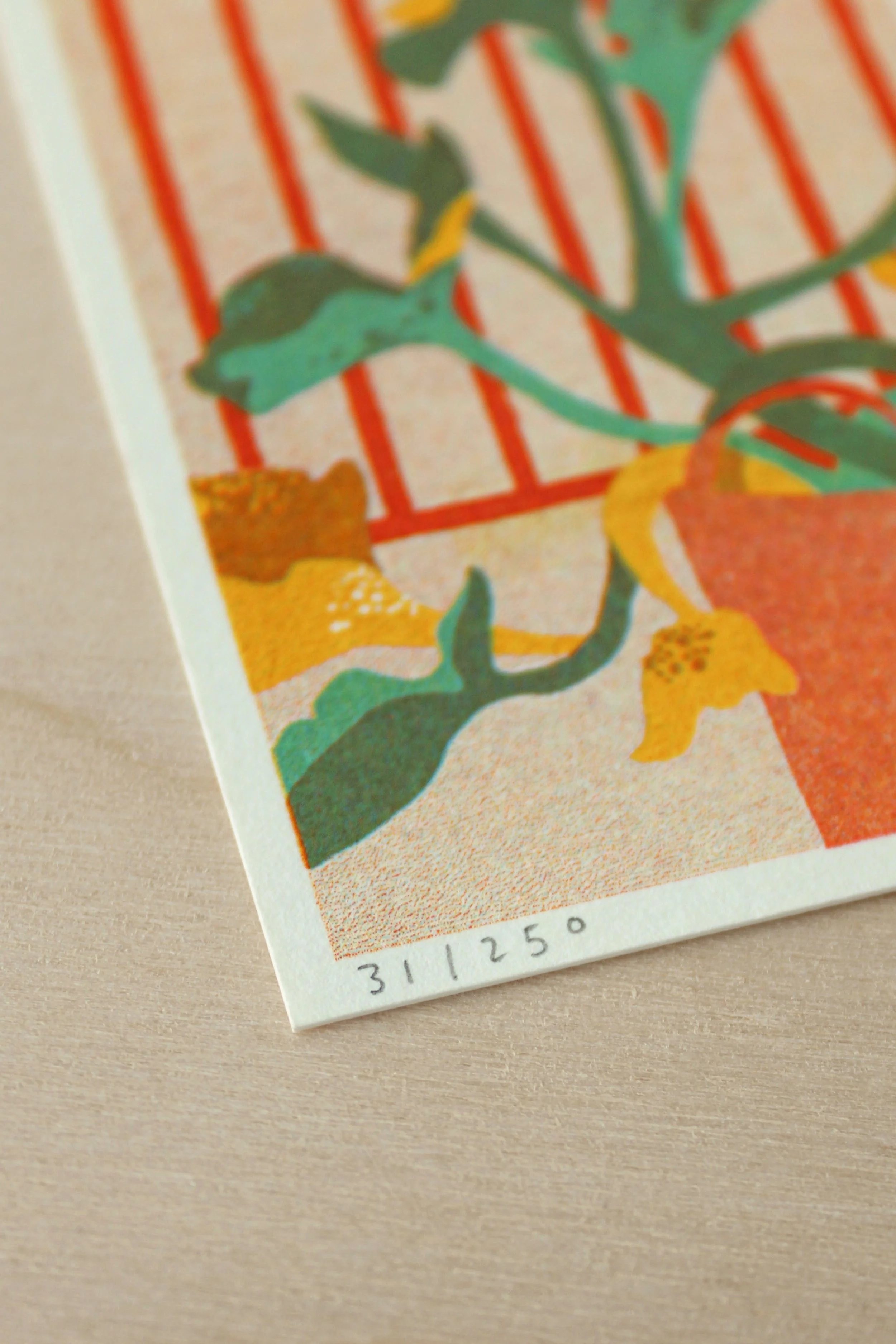 Courgette Plant 2 Background.jpg