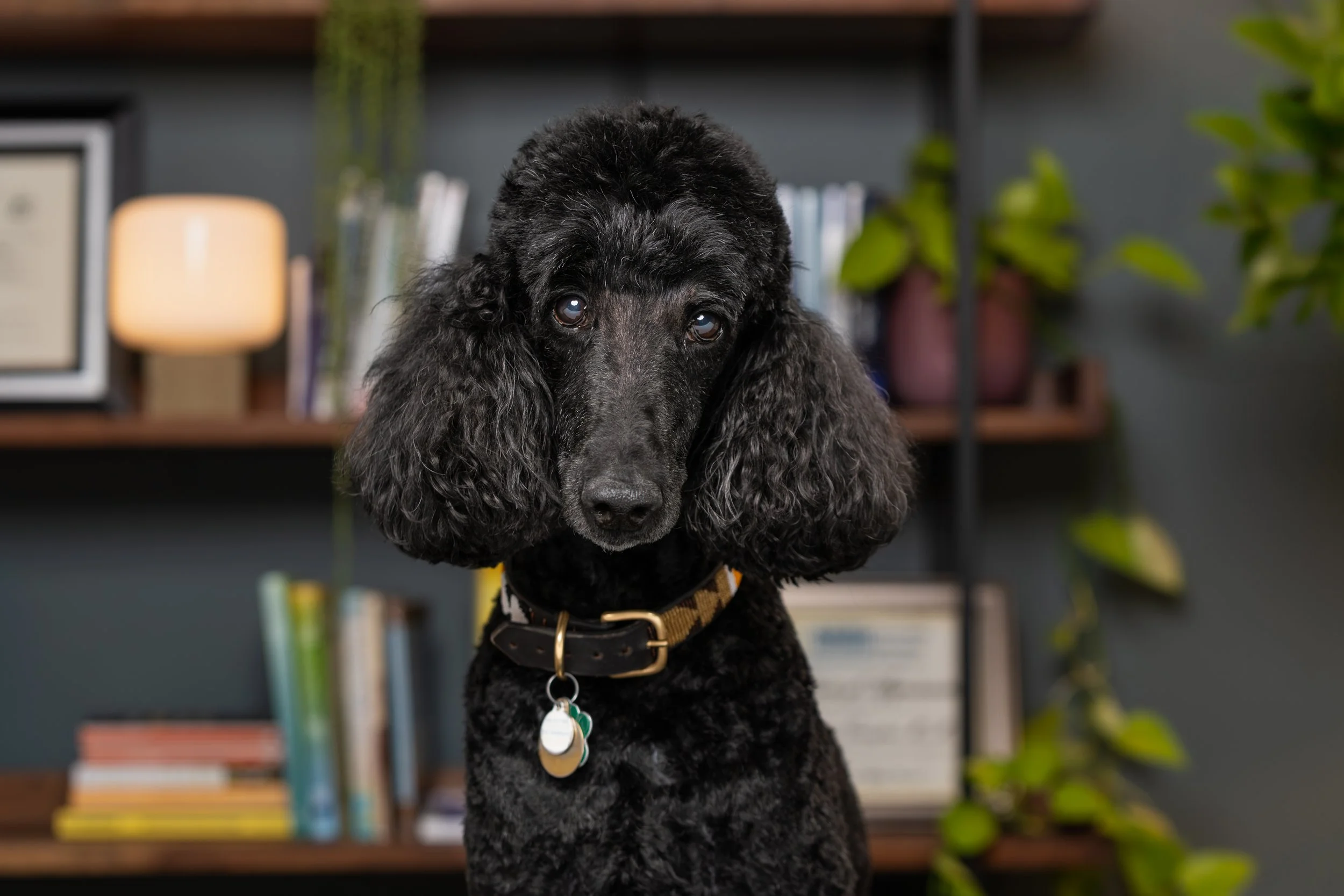 A black poodle with curly fur sitting indoors against a blue wall.