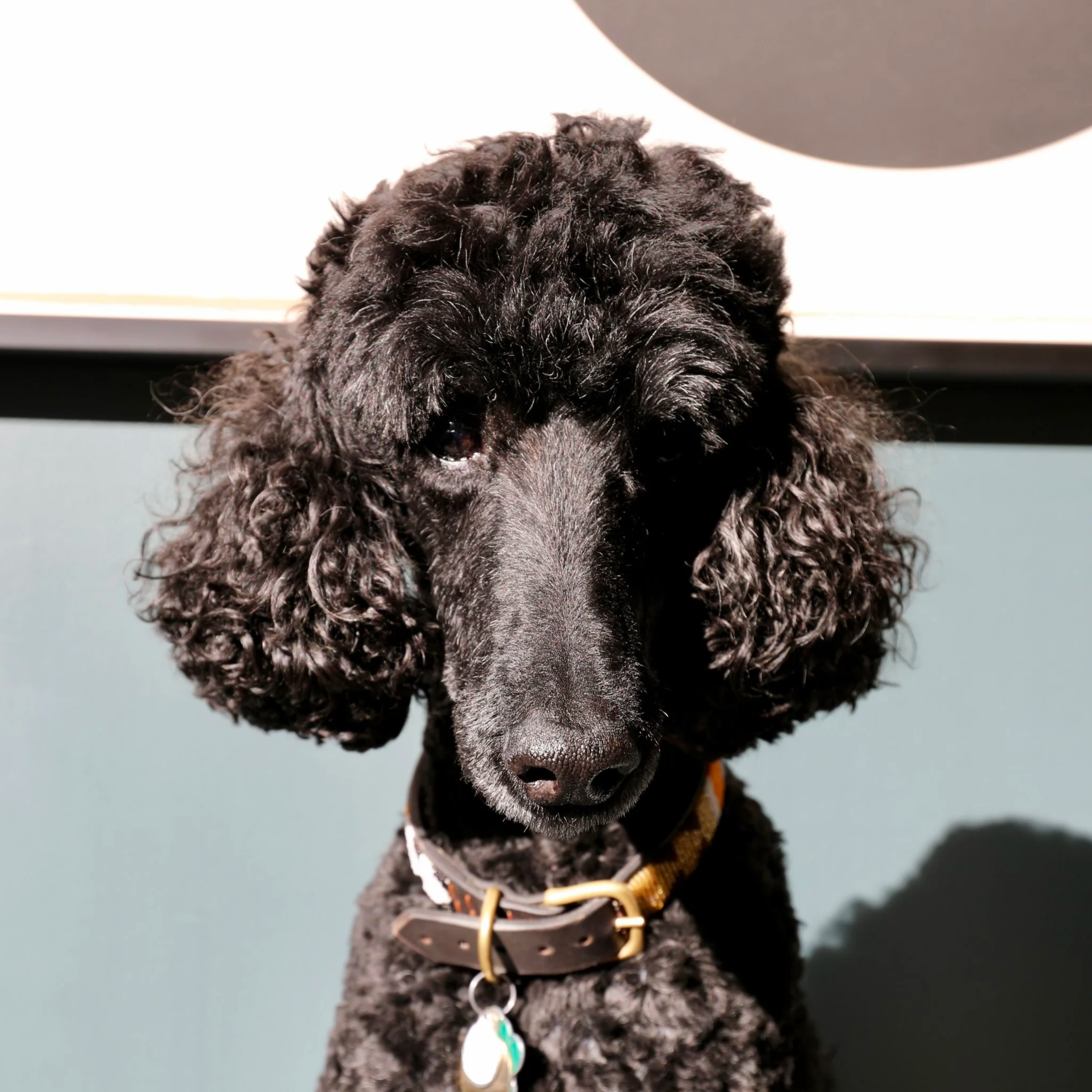 A black poodle with curly fur sitting indoors against a blue wall.