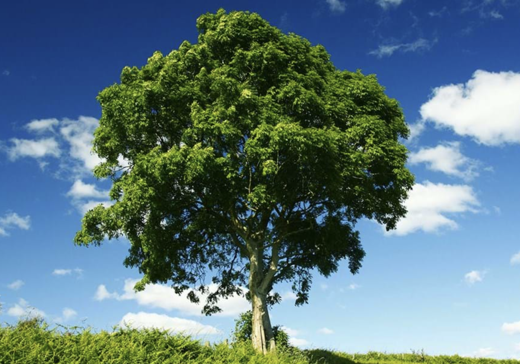 English ash tree, in grass field