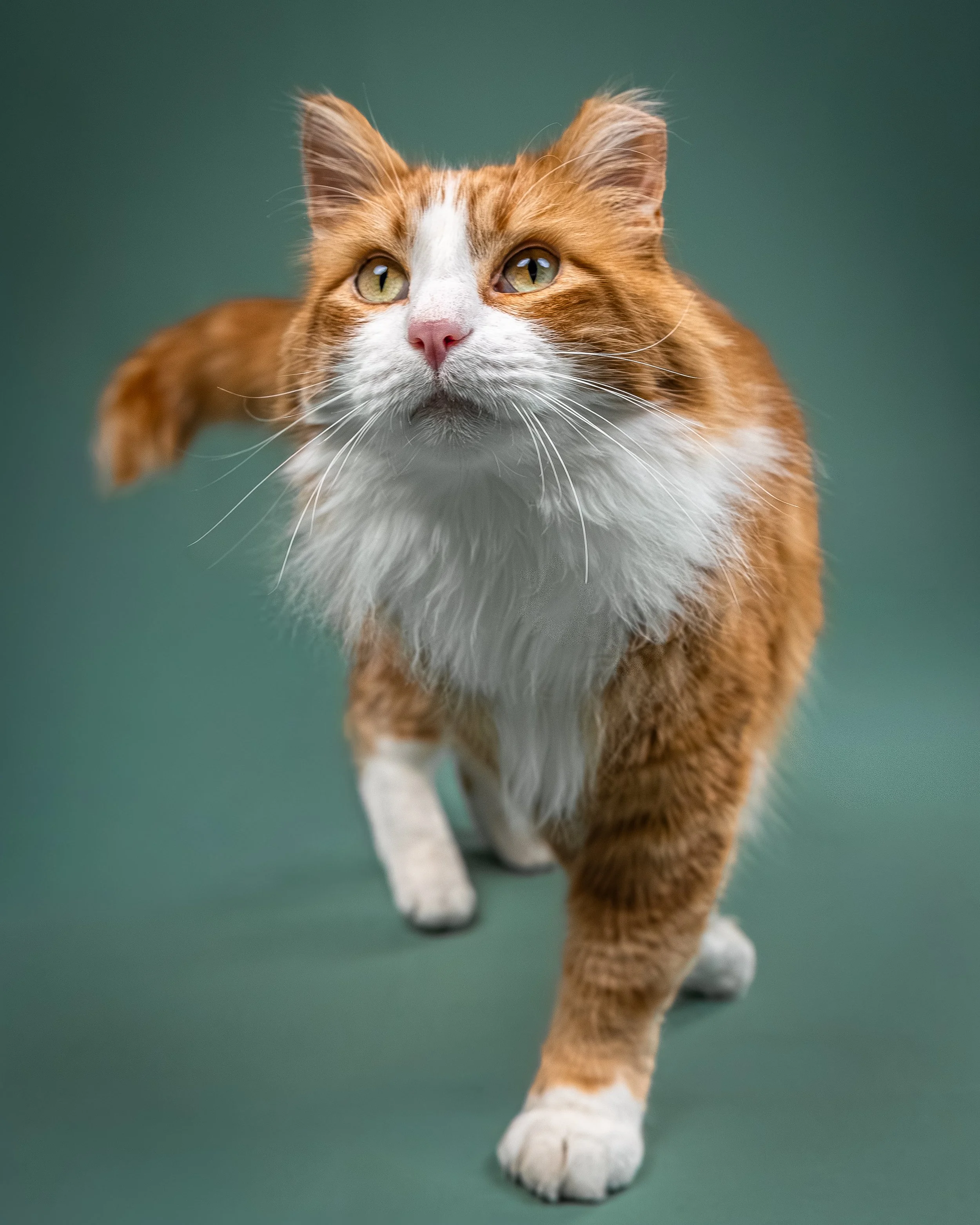 A close-up of an orange and white cat walking toward the camera, with yellow-green eyes and a pink nose, against a green background.