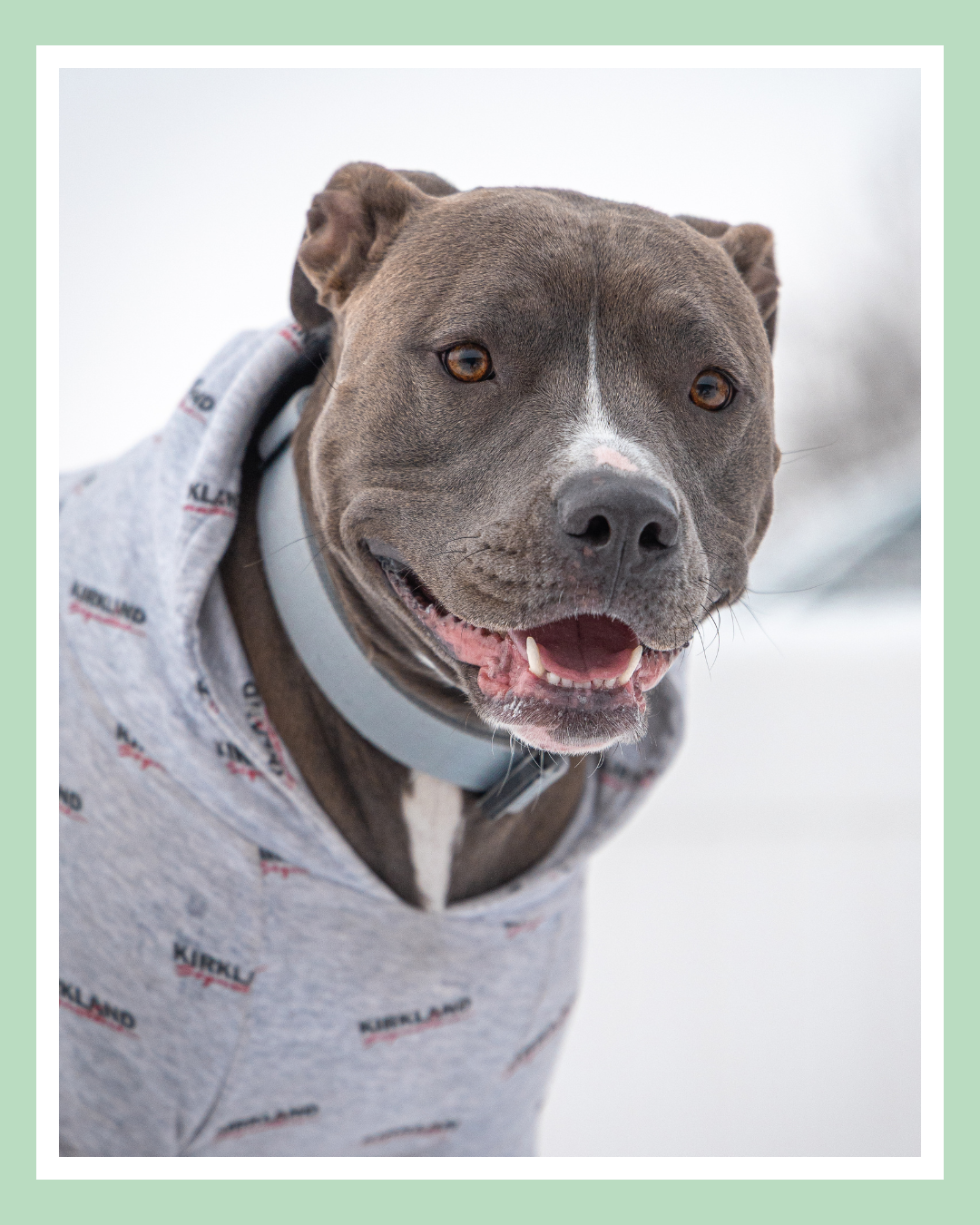 A smiling gray and white pit bull wearing a gray hoodie with red and black text.