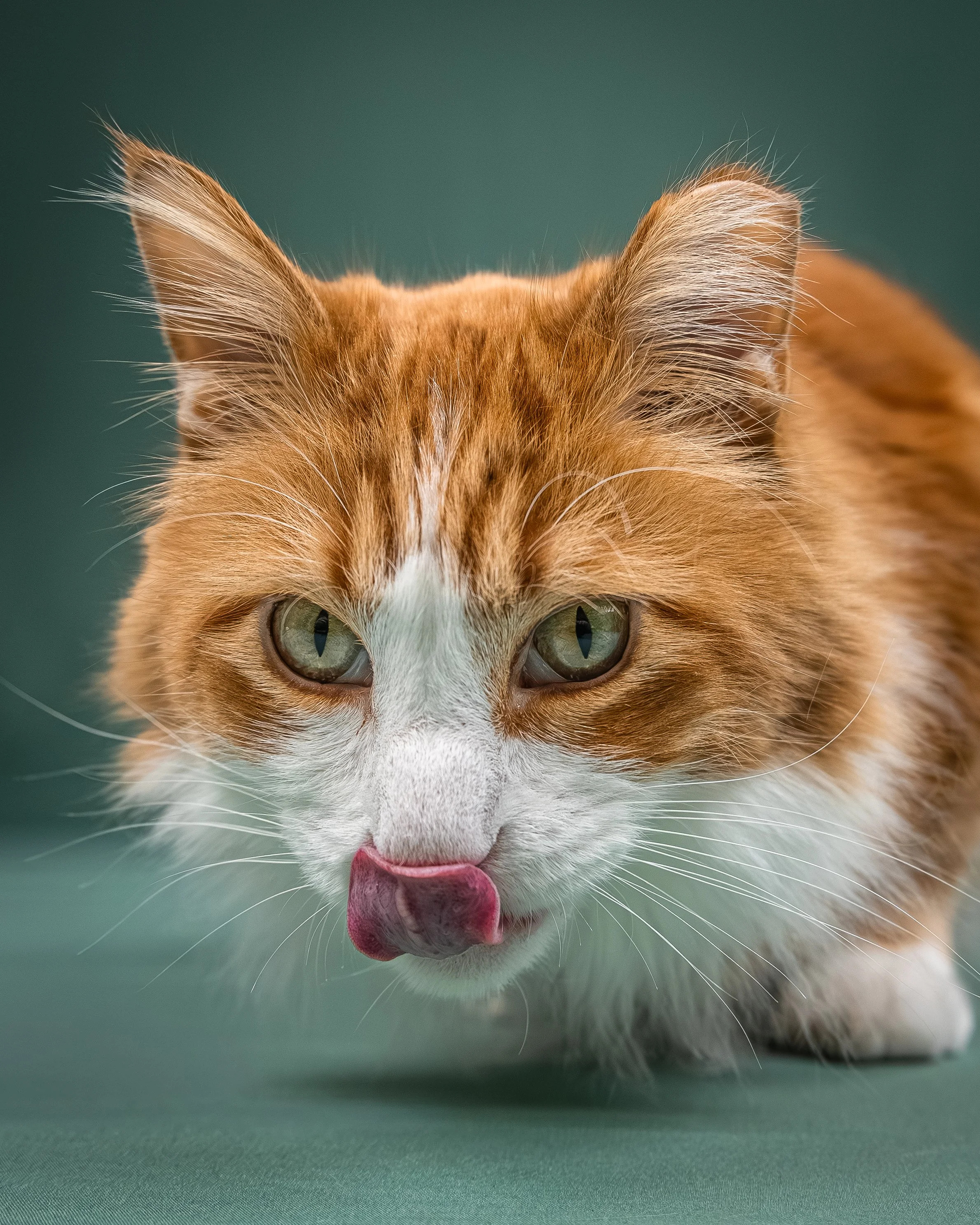 Close-up of an orange and white cat with green eyes licking its nose.