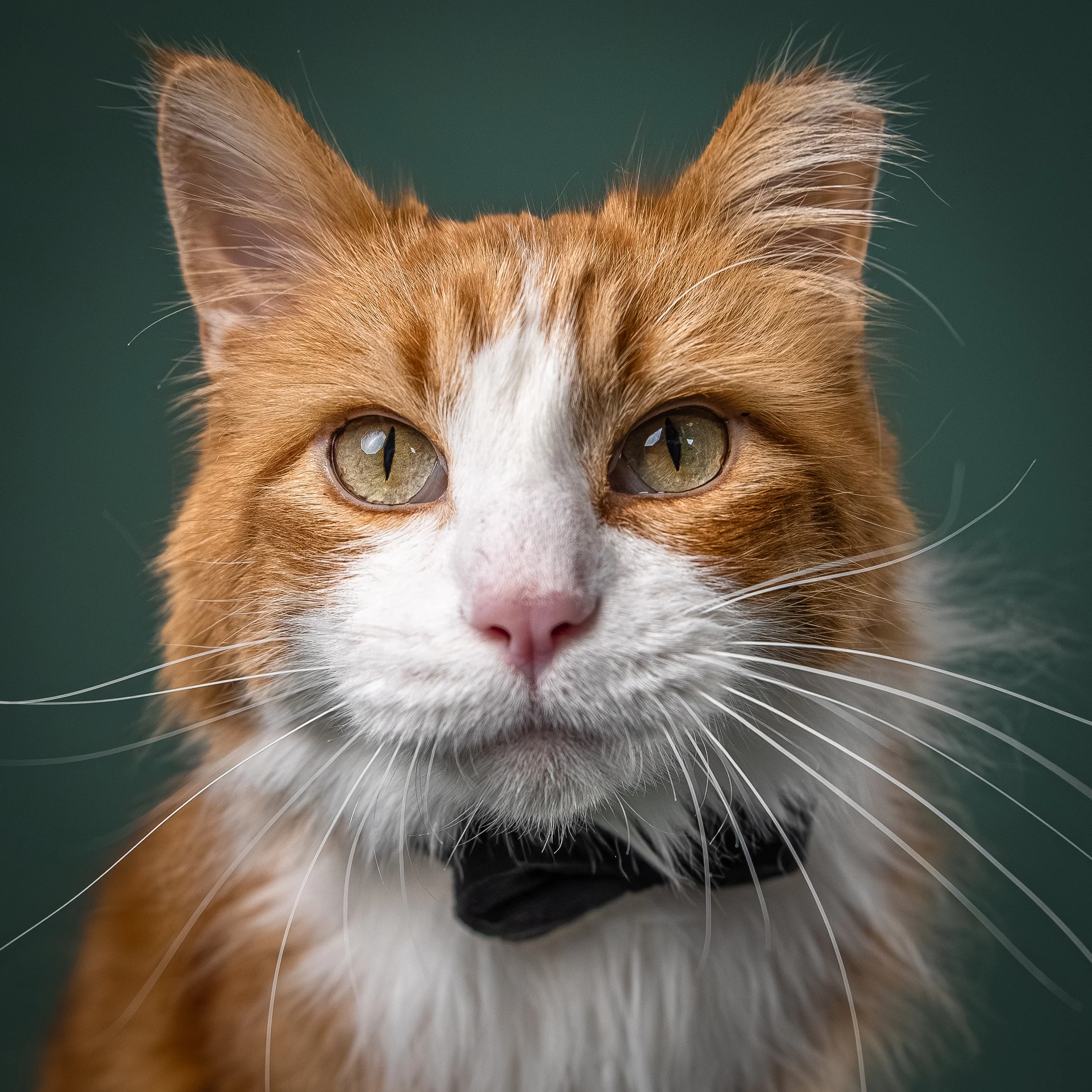 Close-up of an orange and white cat wearing a black bow tie, looking directly at the camera.
