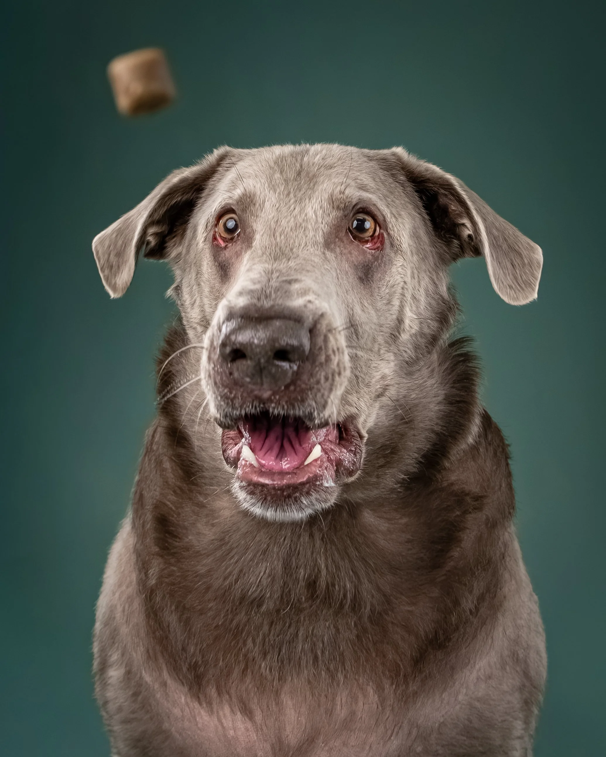A gray dog with a pink tongue and brown eyes is looking at a treat falling from above against a dark green background.