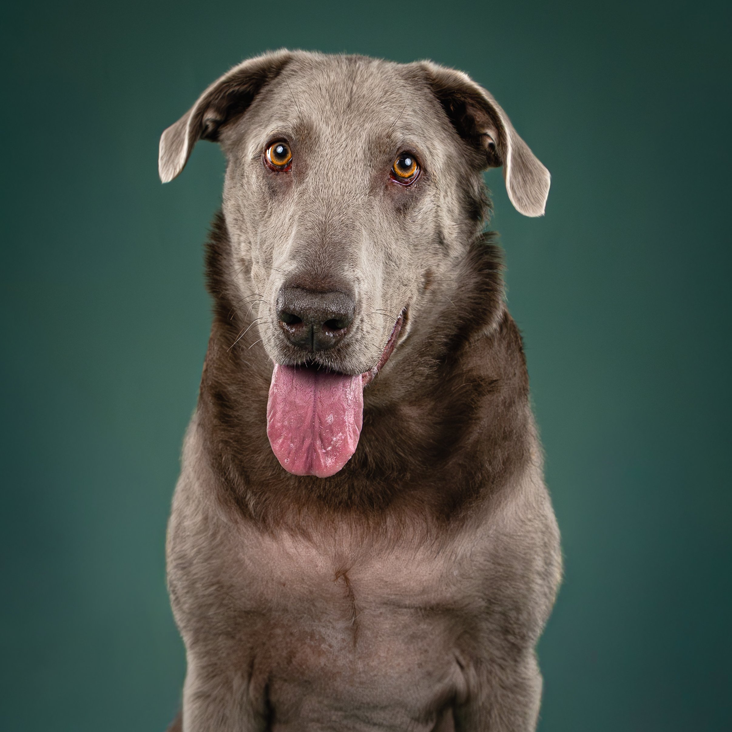 Close-up of a gray dog with light brown eyes, tongue hanging out, against a green background.