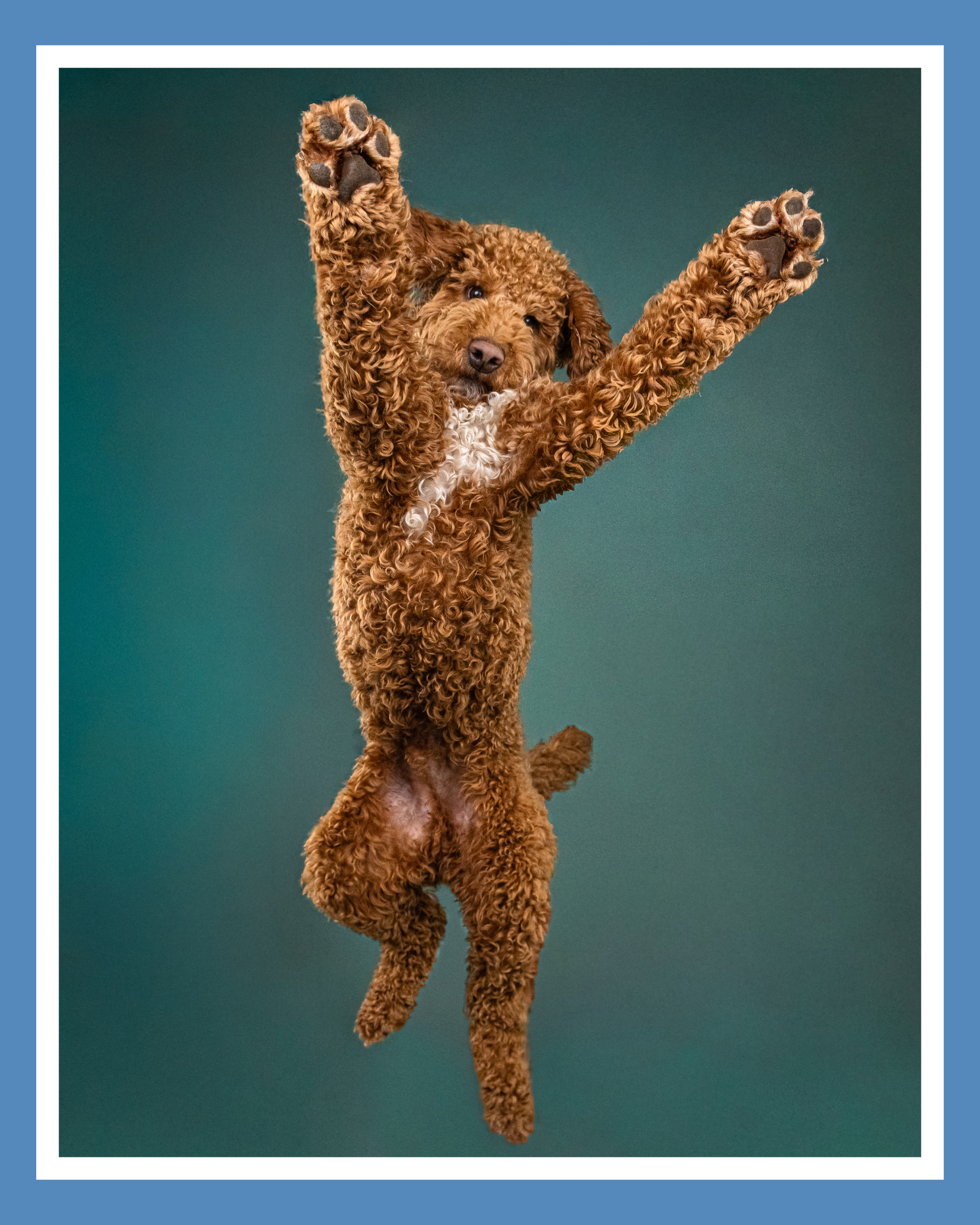 A curly brown puppy mid-air with front paws stretched up, against a solid teal background.