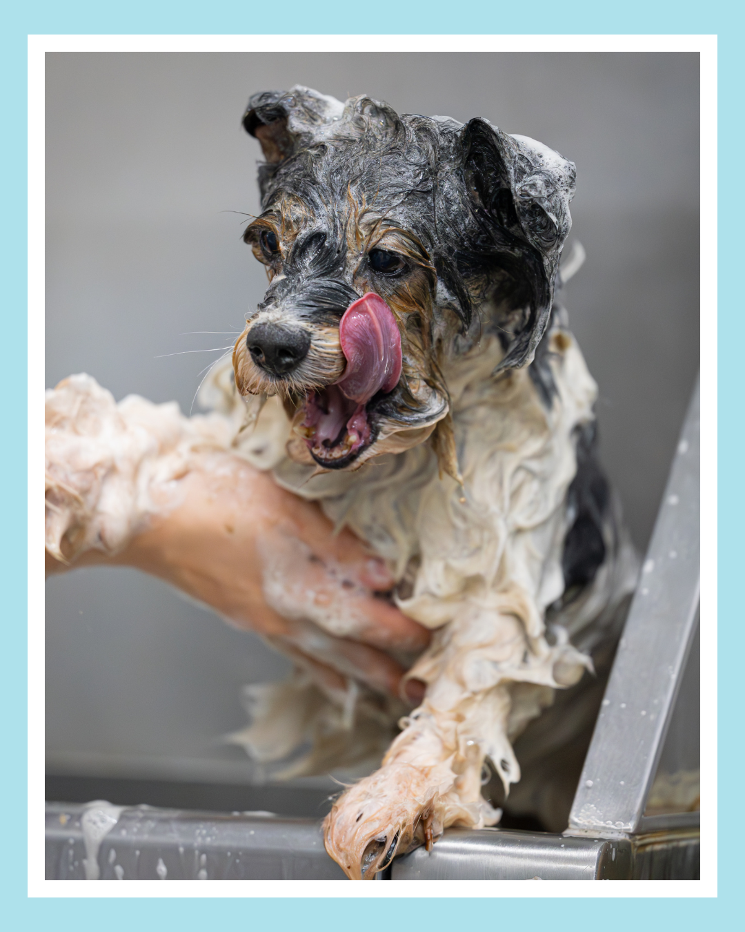 A dog is being bathed, covered in soap suds, licking its nose, with its tongue out, sitting in a metal bathtub.