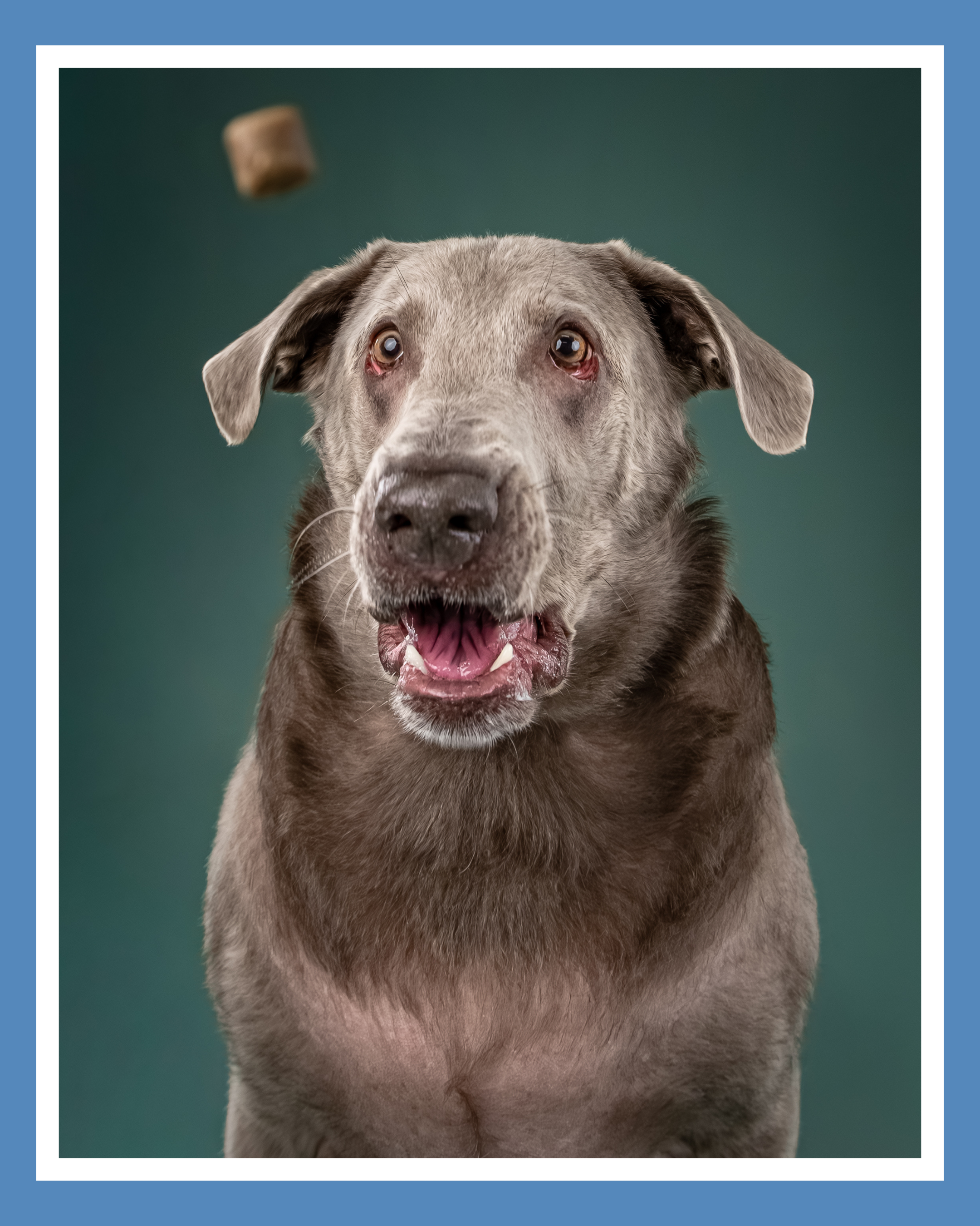 A dog with a gray coat and pink eyes looking up at a floating treat or toy against a green background.